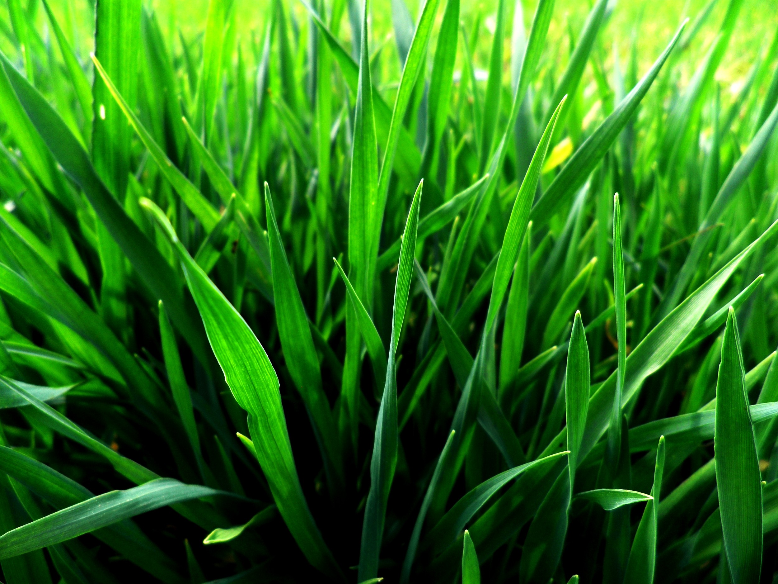 General 2500x1875 grass plants outdoors closeup