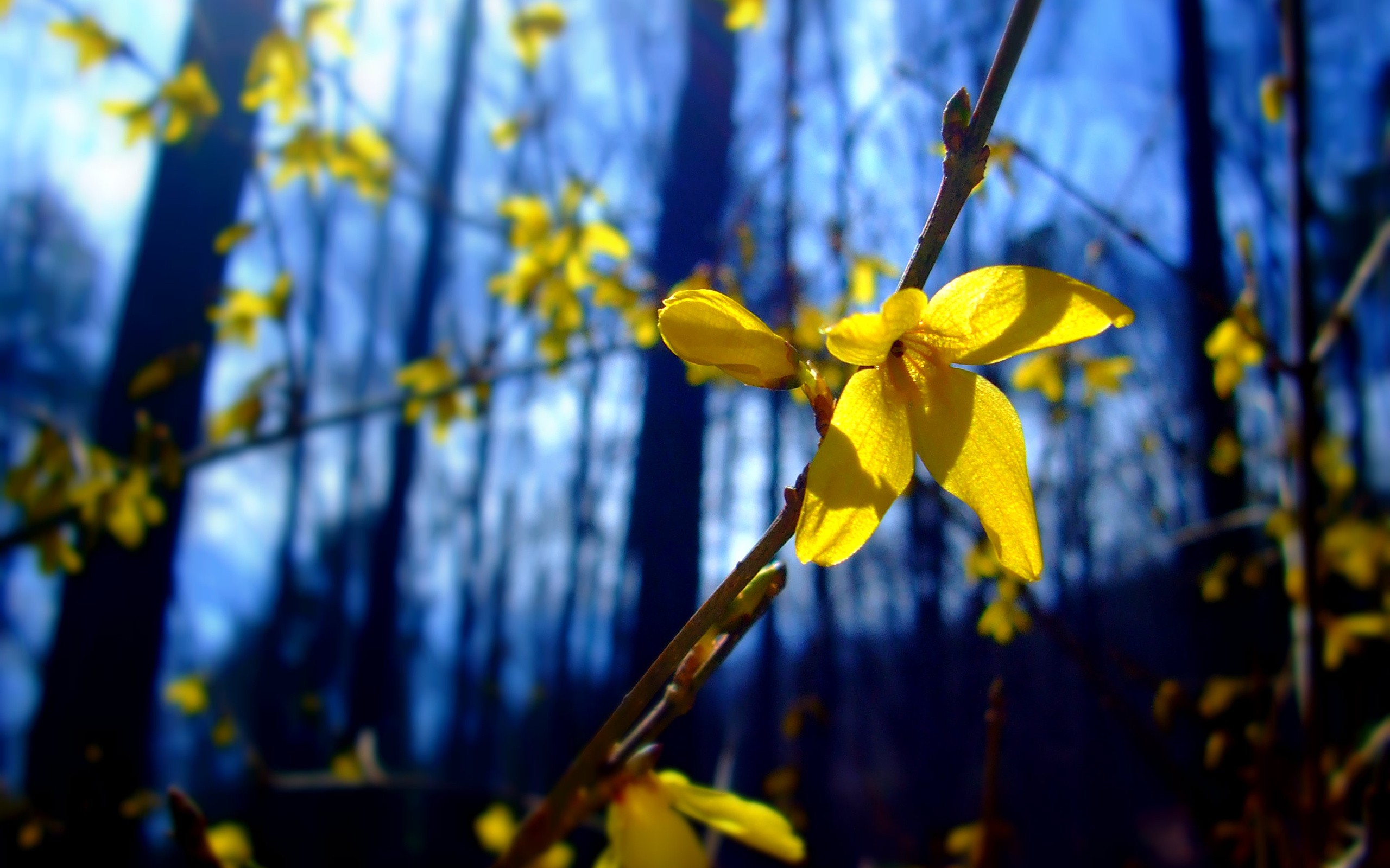 General 2560x1600 flowers nature depth of field twigs yellow flowers Forsythia plants