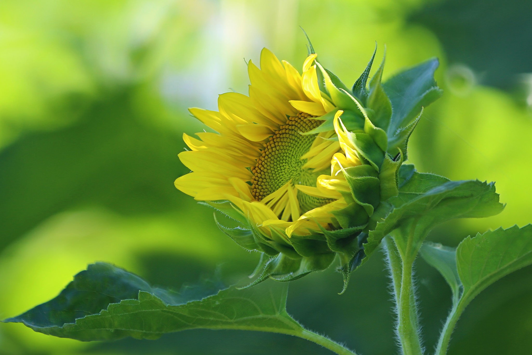 General 2048x1365 nature flowers sunflowers plants yellow flowers green background closeup