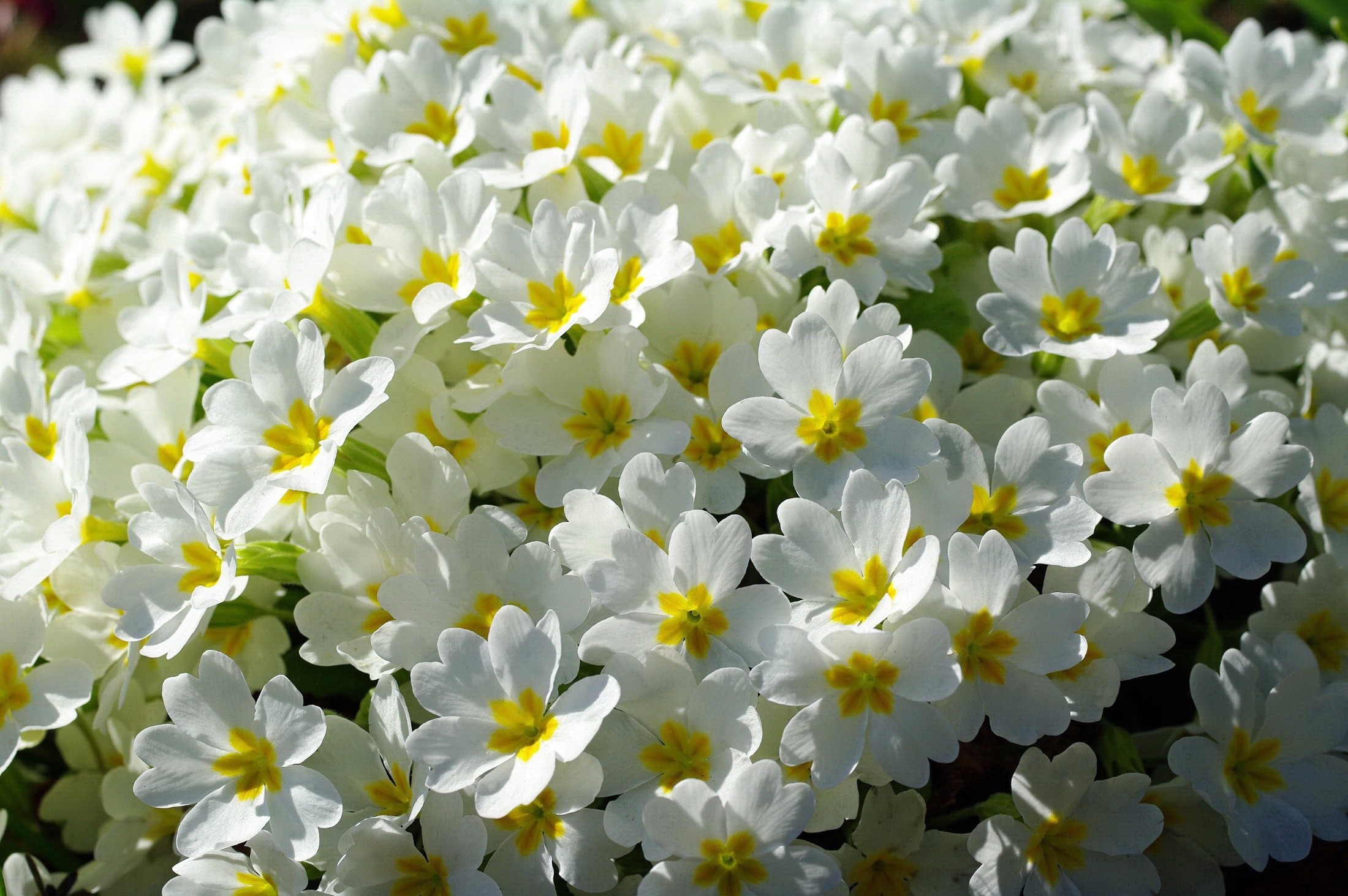General 2200x1463 flowers white flowers plants