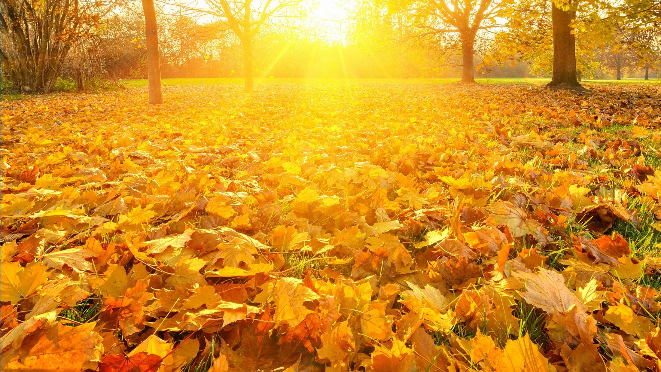 General 2200x1238 park leaves fall fallen leaves outdoors plants sunlight