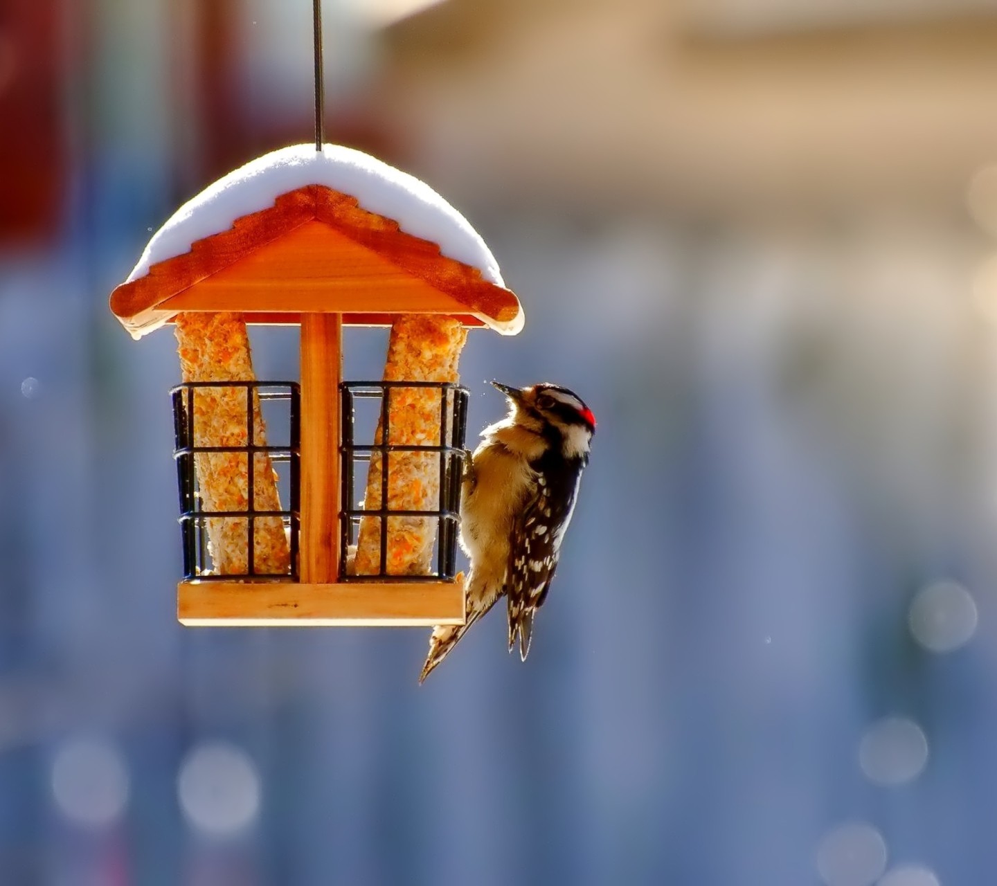 General 1440x1280 animals outdoors birds snow winter woodpeckers