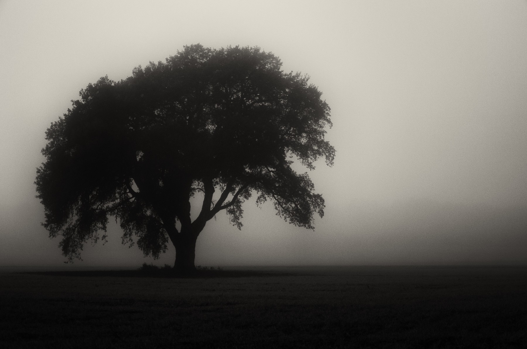 General 1800x1192 trees monochrome mist field