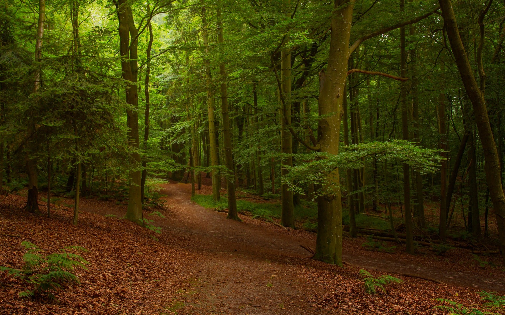 General 1920x1200 nature forest leaves summer trees path morning