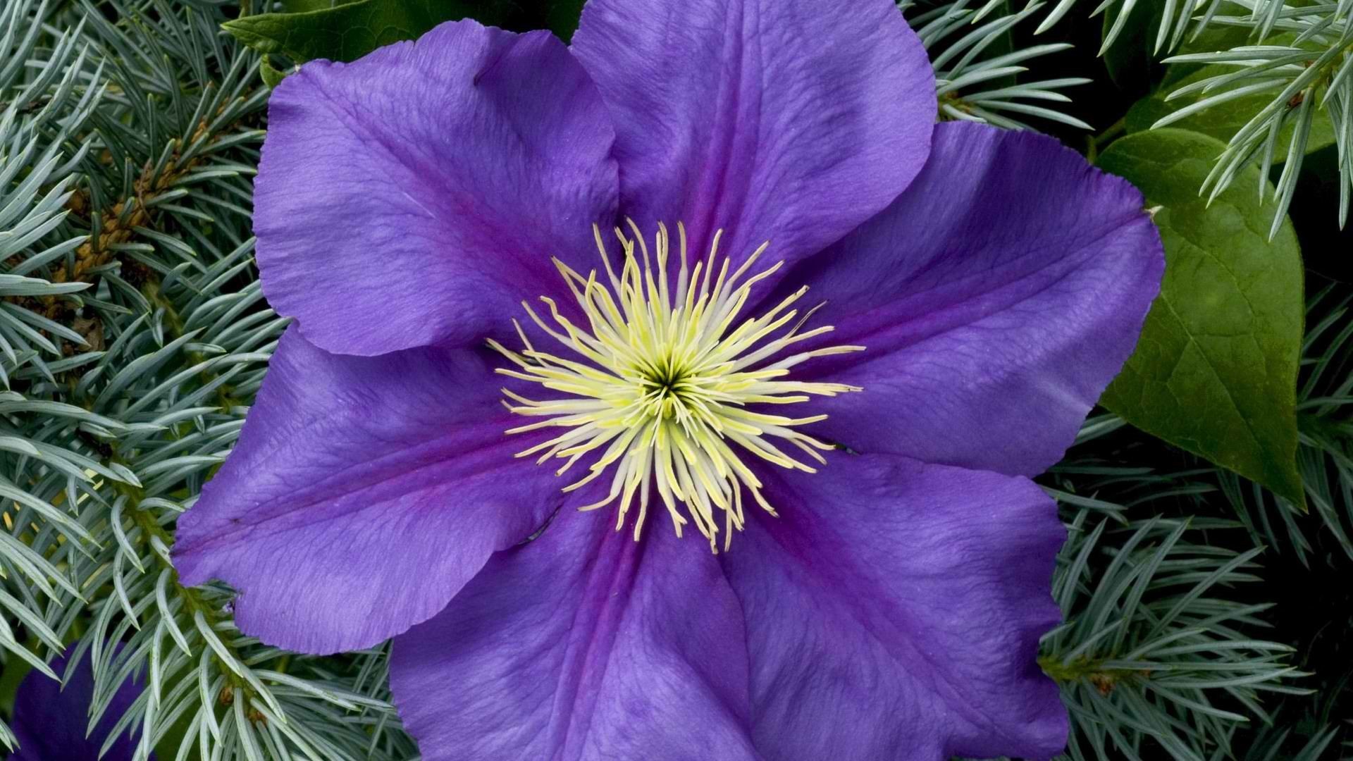 General 1920x1080 purple flowers flowers plants