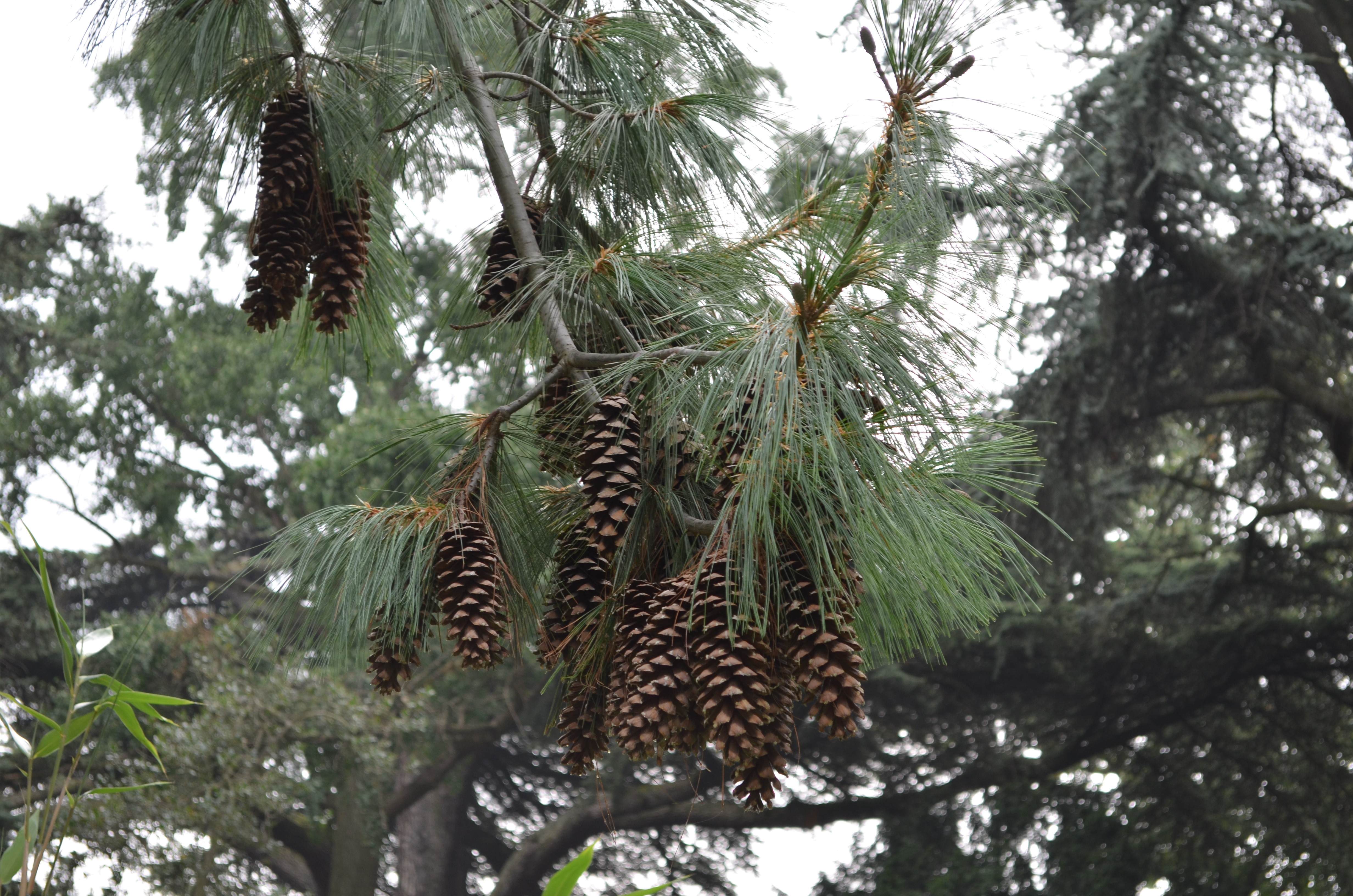 General 4928x3264 pine cones plants outdoors
