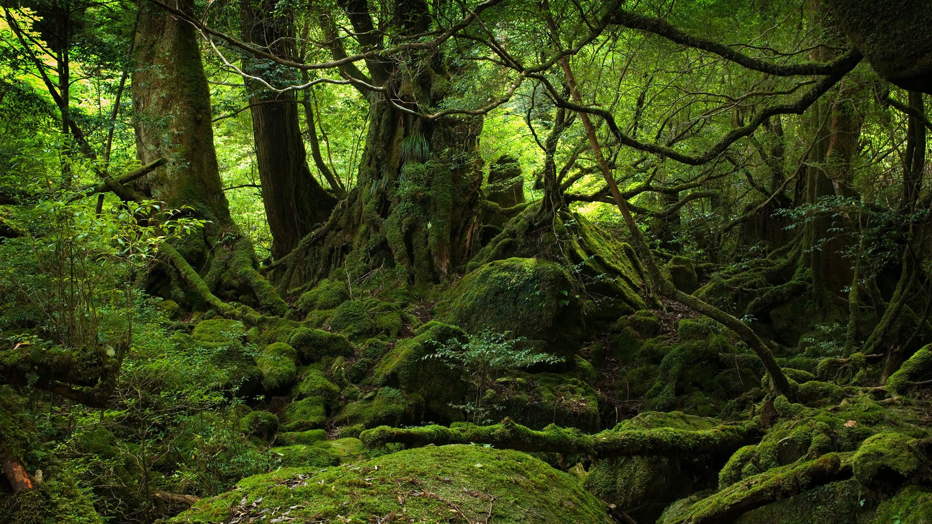 General 1920x1080 trees forest nature landscape moss