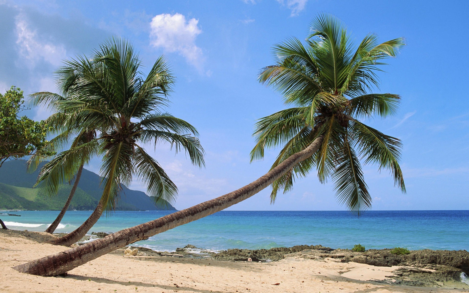 General 1920x1200 palm trees beach nature tropical outdoors