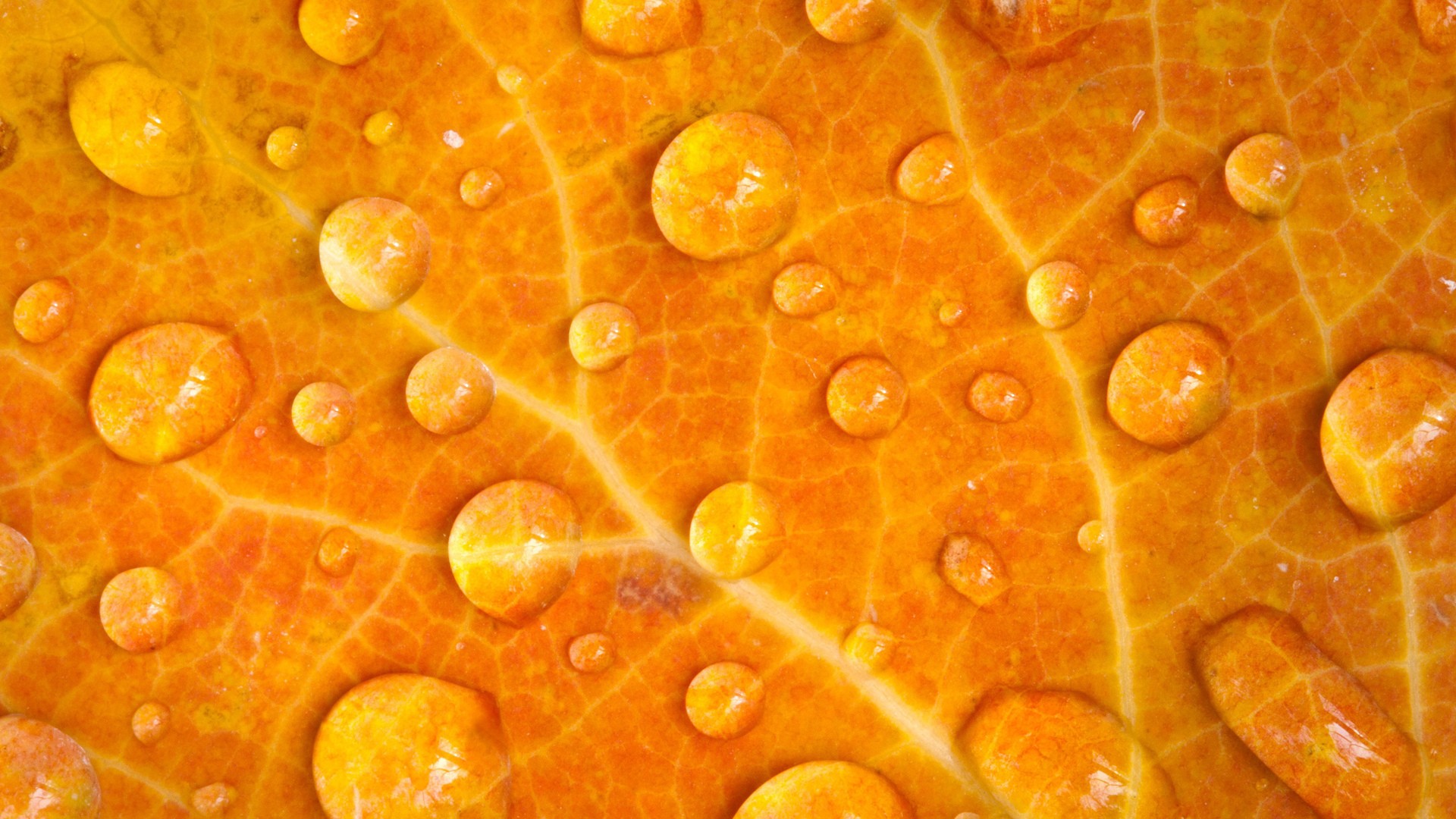 General 1920x1080 nature plants leaves macro closeup water drops veins orange fall maple leaves yellow texture