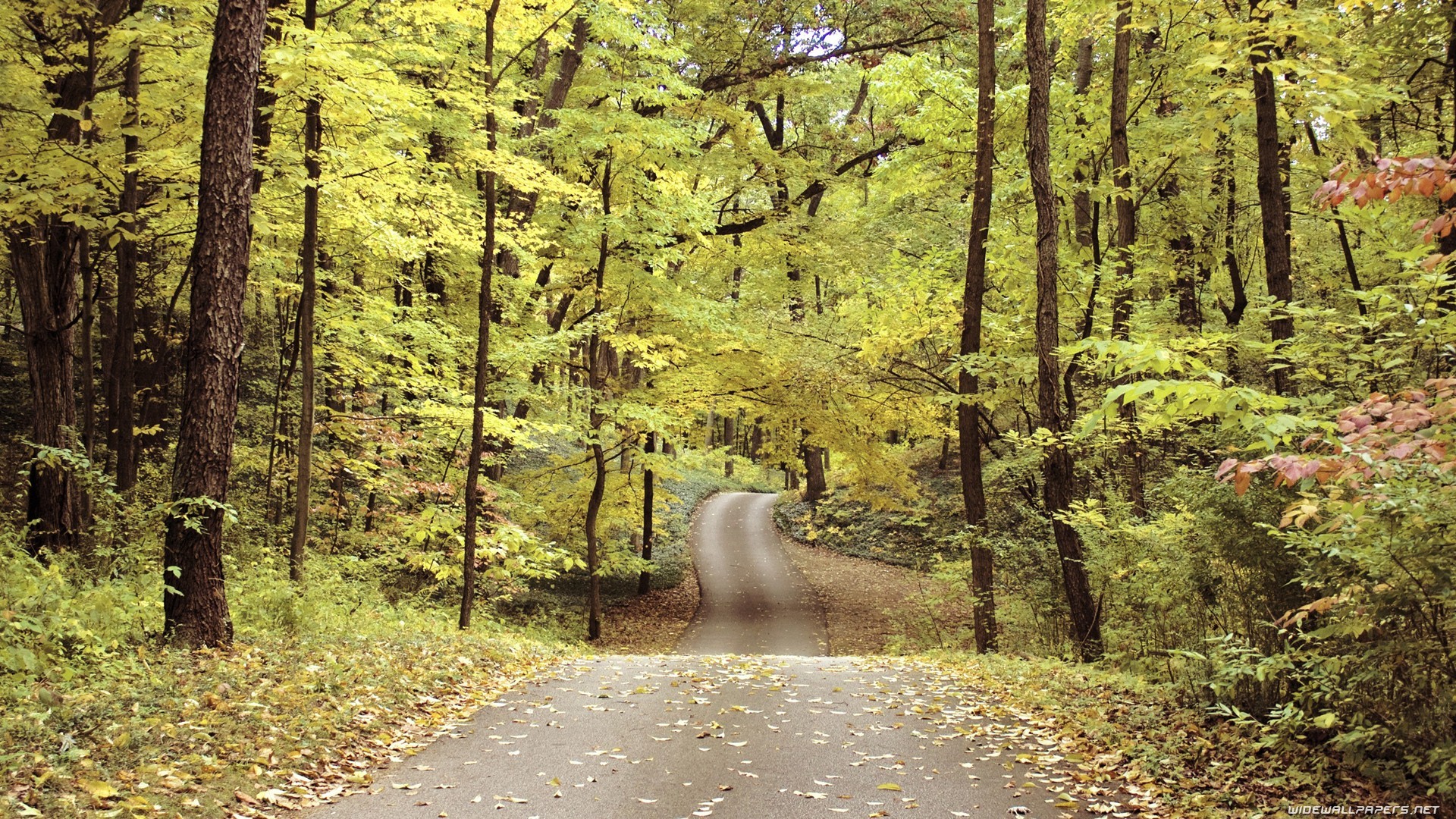 General 1920x1080 forest road trees plants fallen leaves fall dirt road outdoors leaves
