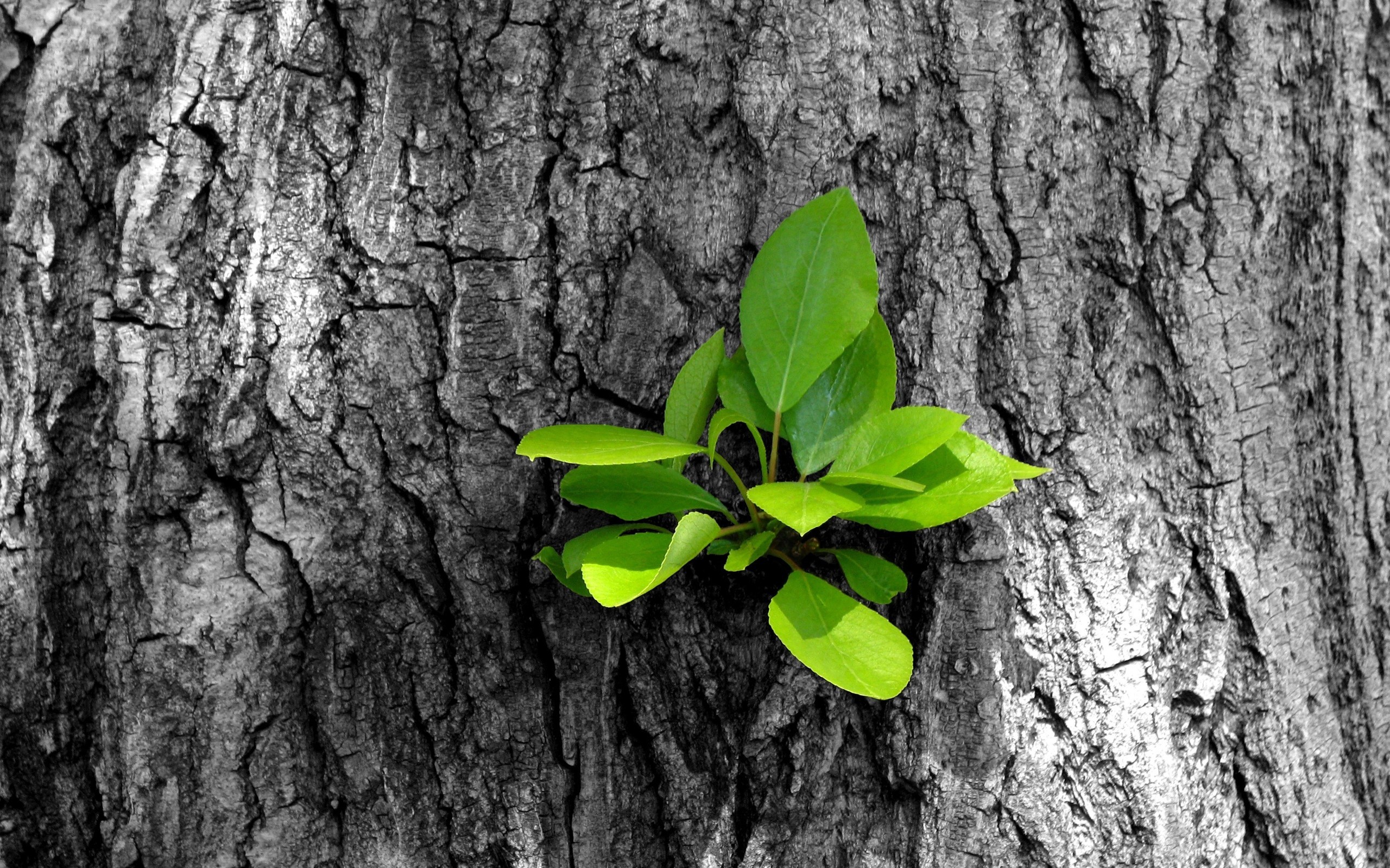 General 2560x1600 plants trees leaves green tree bark selective coloring