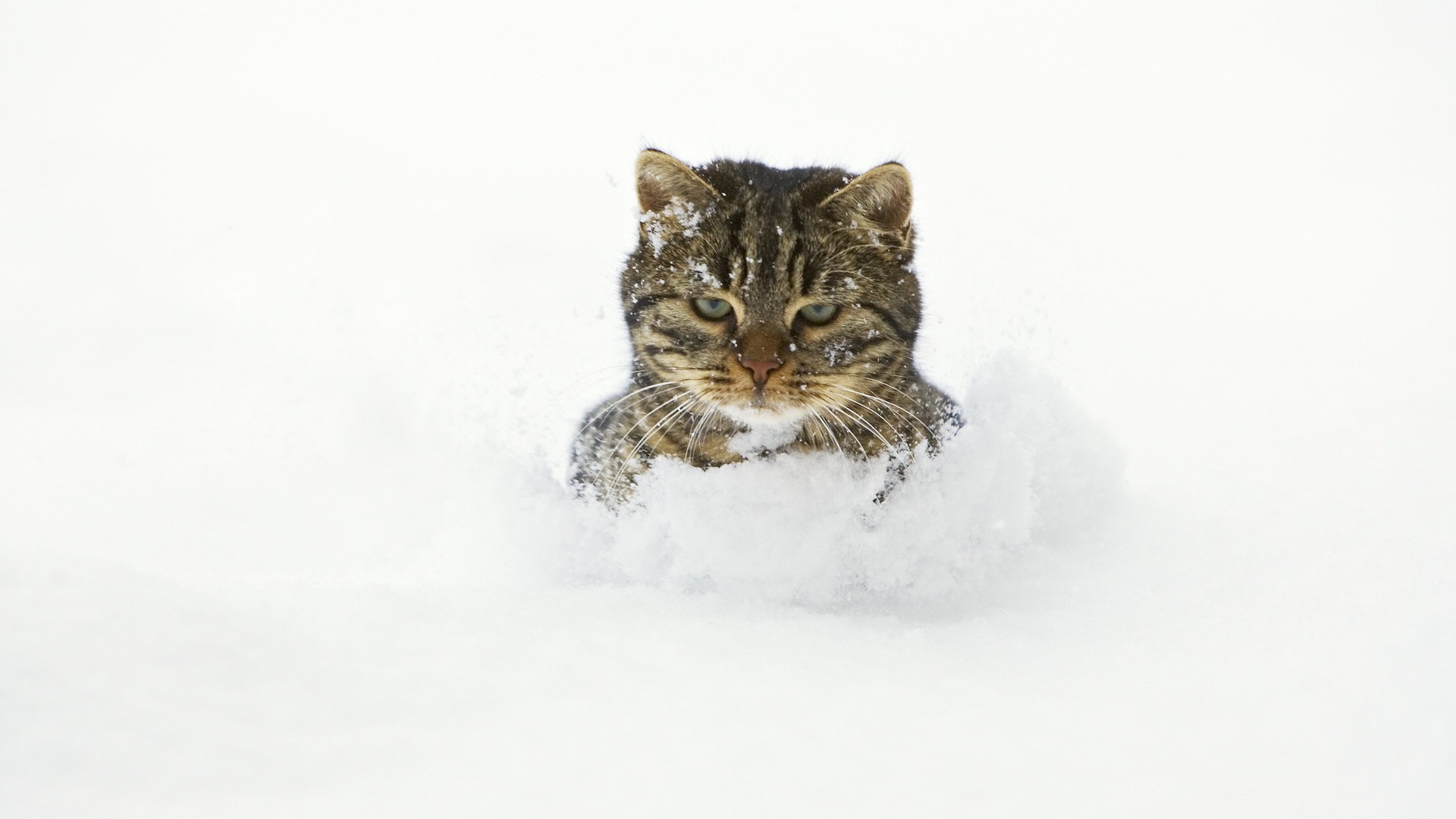 General 1920x1080 cats snow animals frontal view mammals outdoors cold winter