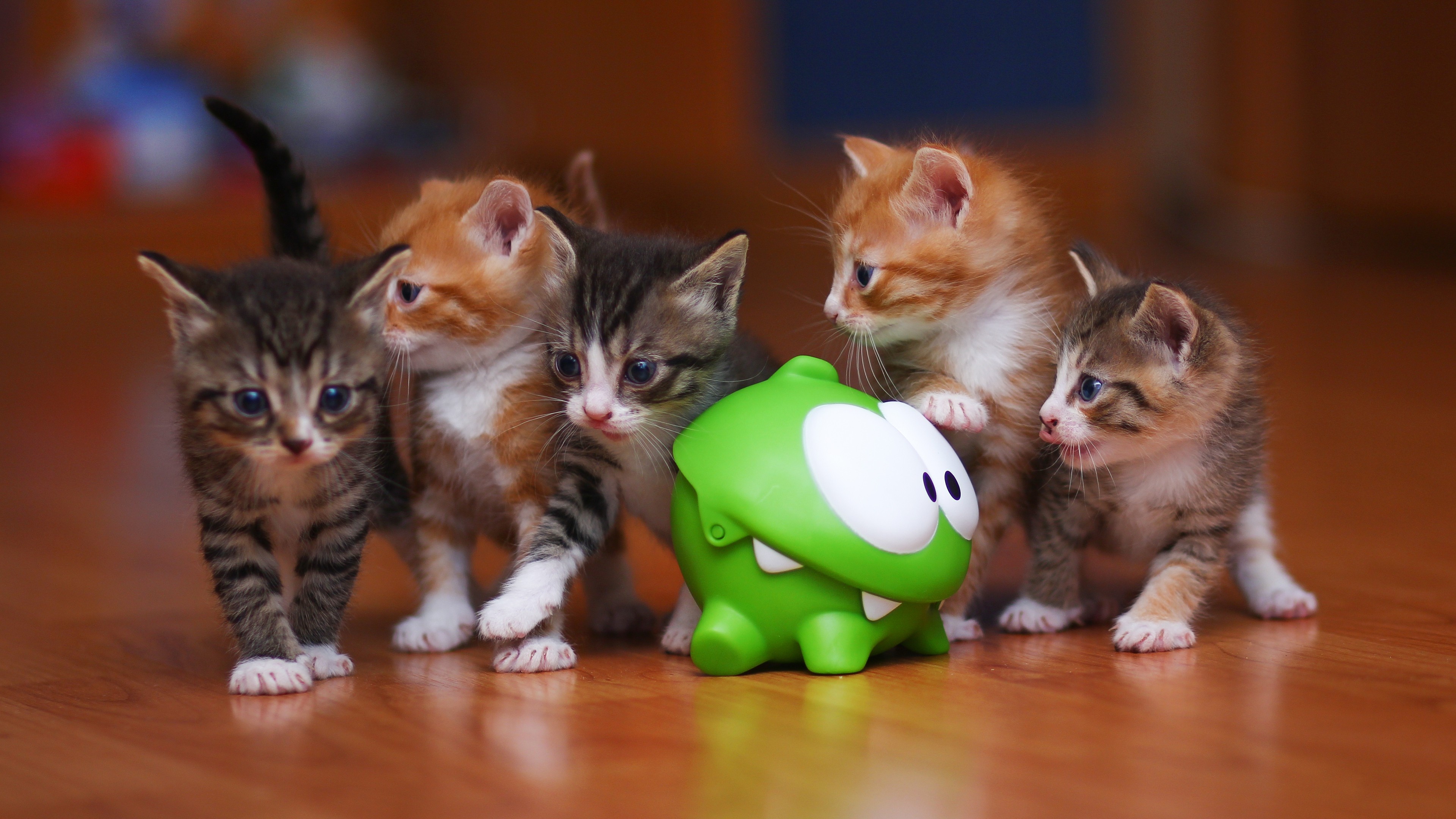 General 3840x2160 animals cats kittens toys feline baby animals Cut The Rope mammals indoors