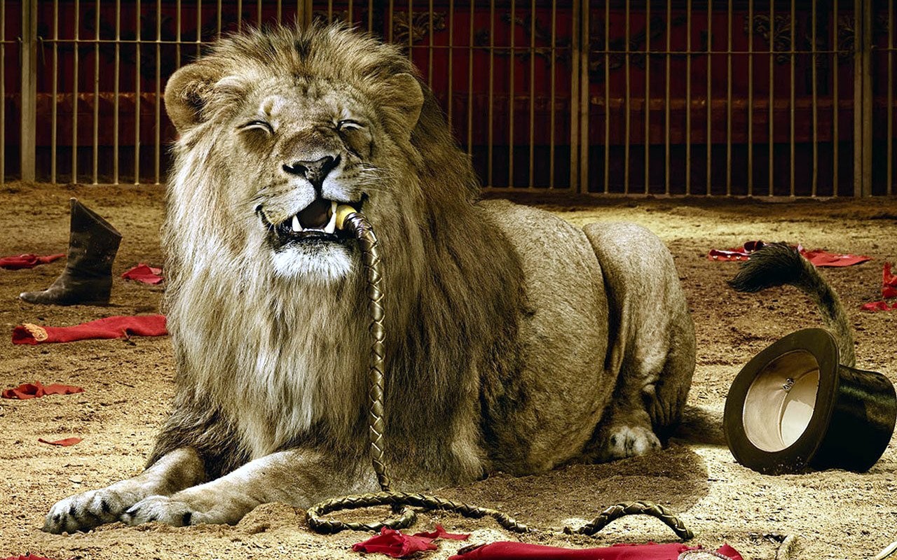 General 1280x800 lion cages circus eating top hat whips dark humor big cats animals mammals humor