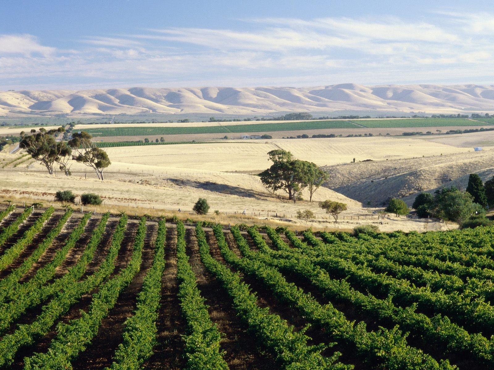 General 1600x1200 vineyard field landscape Agro (Plants)