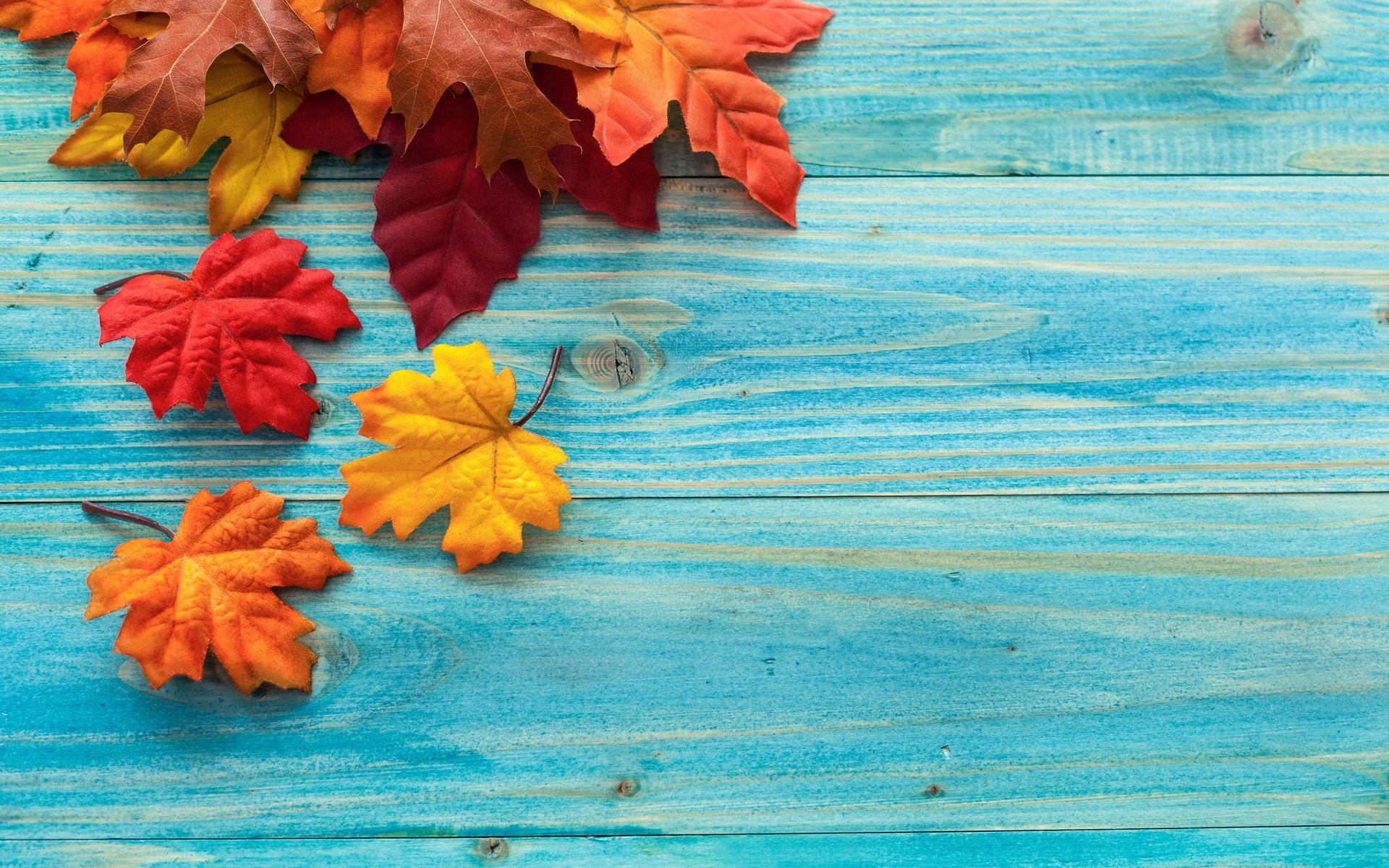 General 1920x1200 leaves fall wooden surface plants cyan background cyan closeup