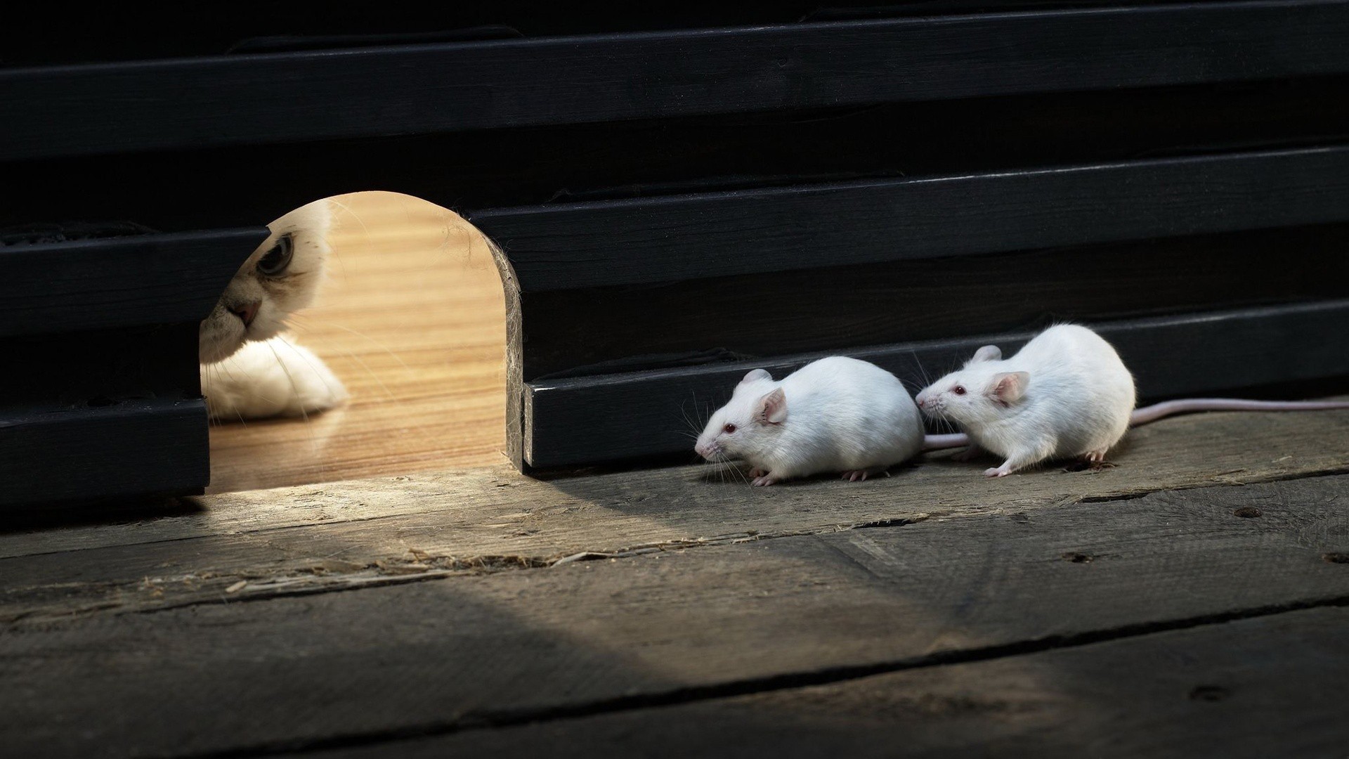 General 1920x1080 animals cats waiting wood wooden surface pet lights shadow rats macro hunting white mice mammals