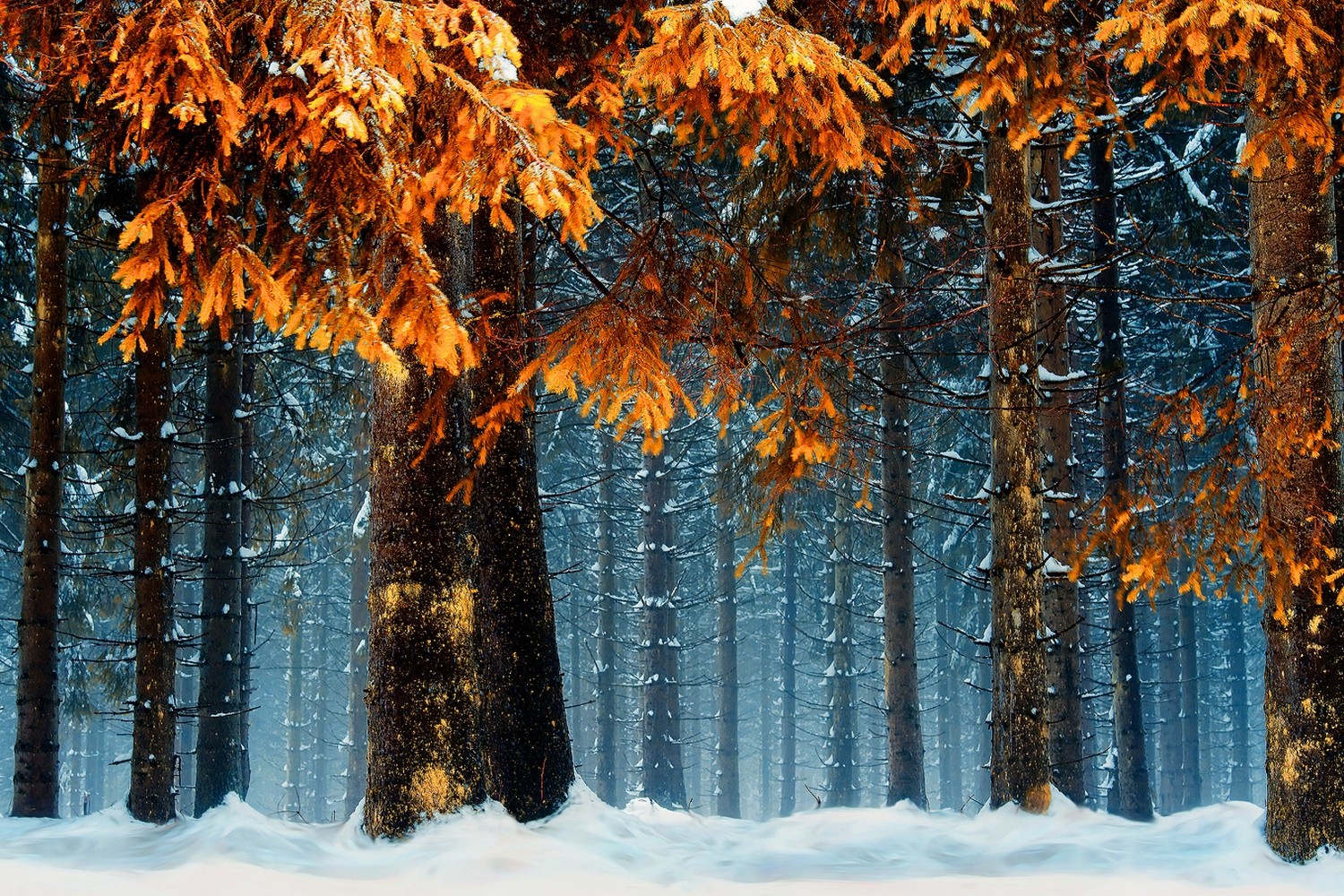 General 1500x1000 snow forest cold orange Germany nature landscape trees blue leaves winter white outdoors
