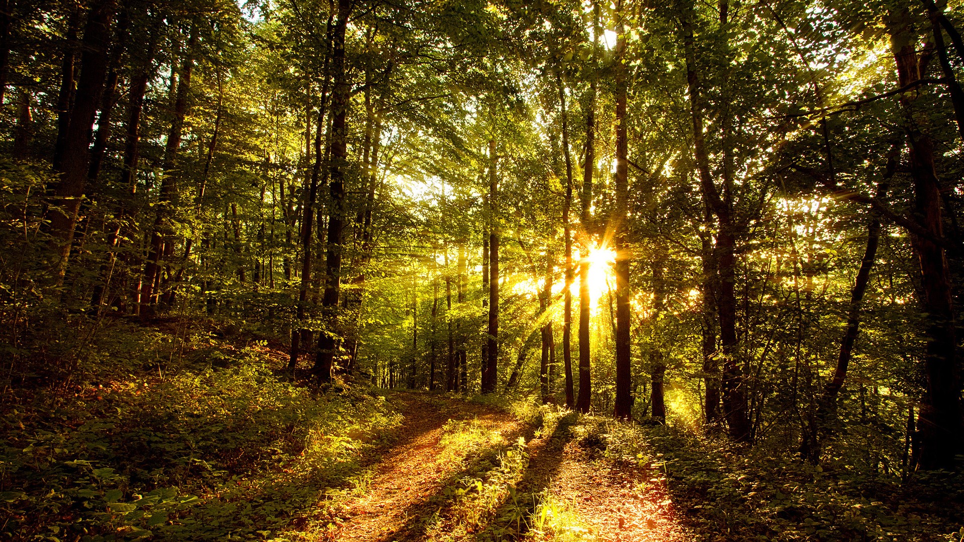 General 1920x1080 nature trees forest grass sun rays leaves path sunlight plants