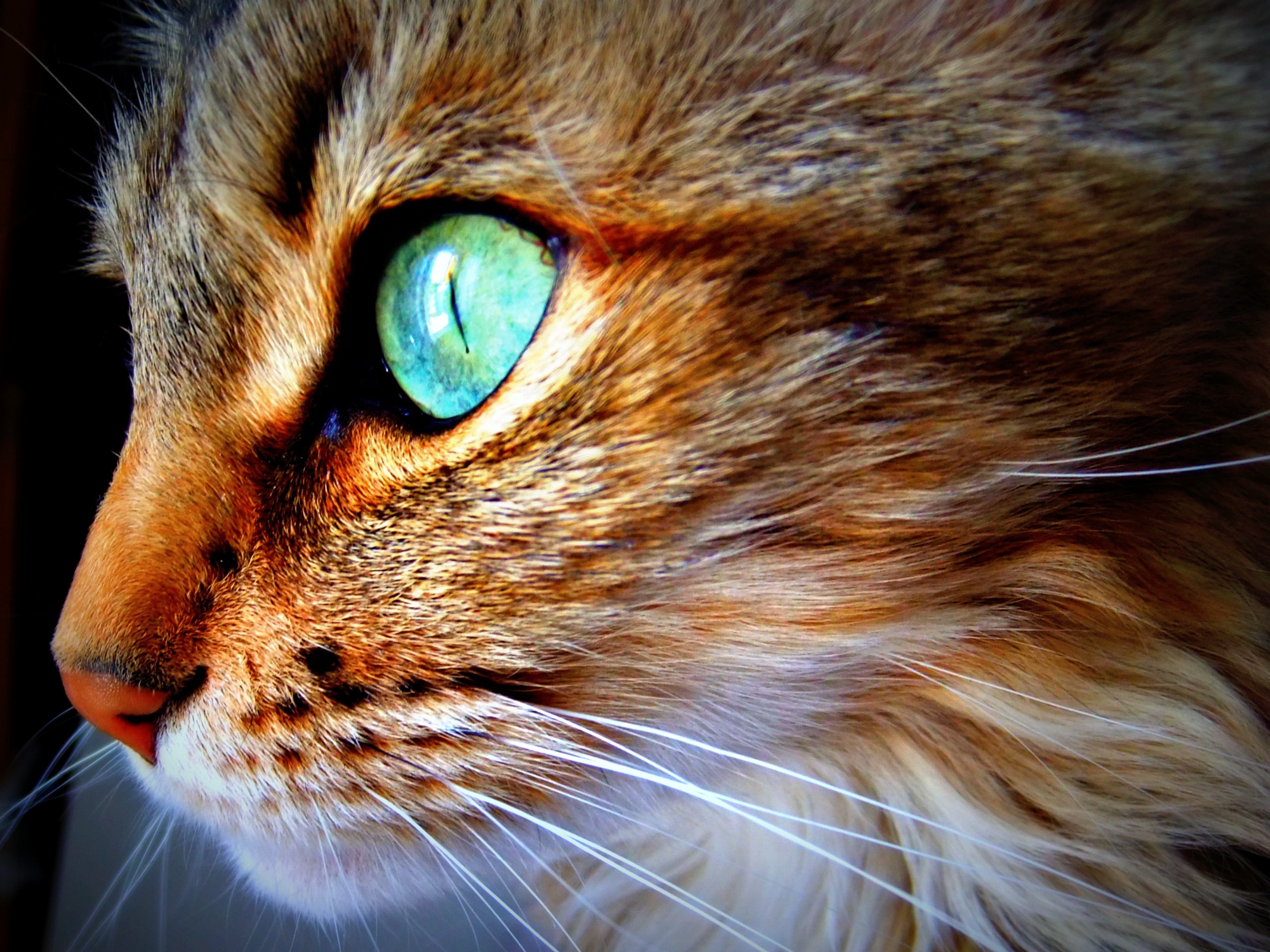General 2560x1920 cats face eyes turquoise eyes turquoise animals mammals green eyes closeup animal eyes