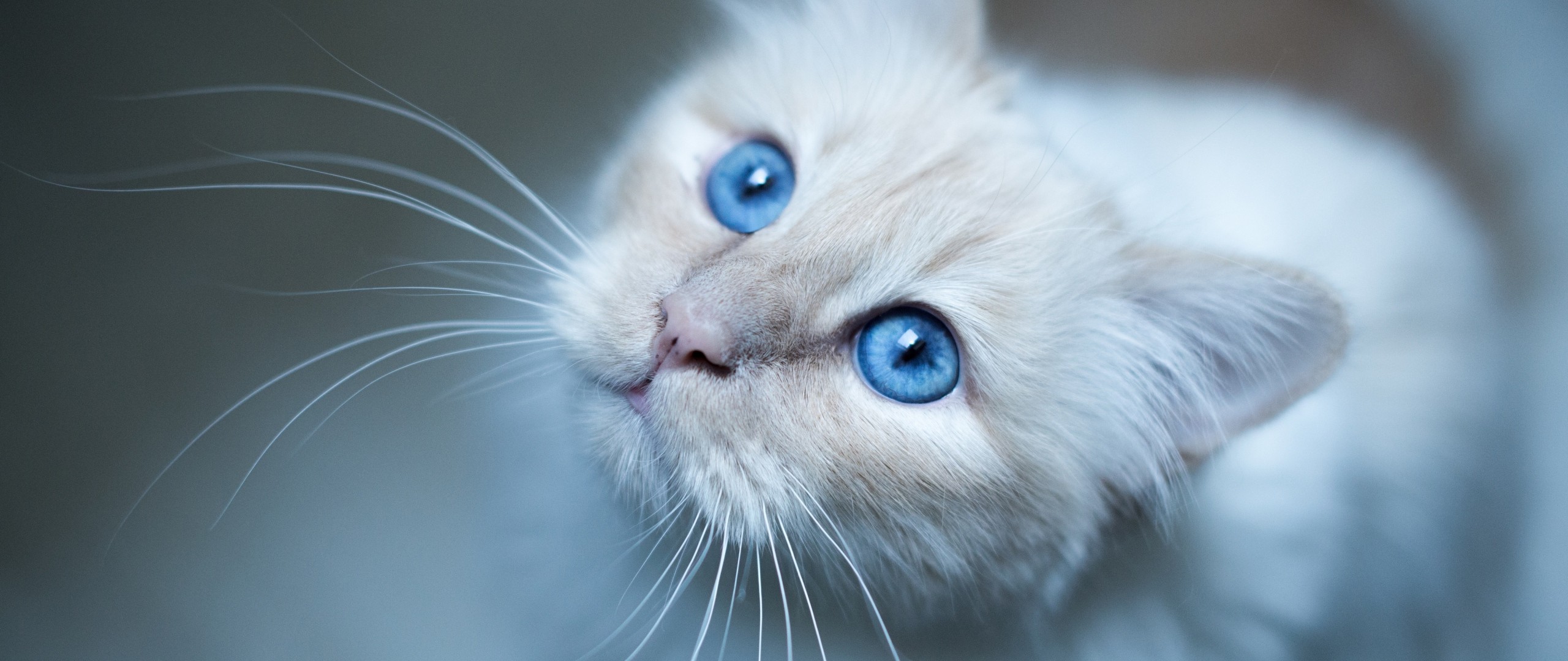 General 2560x1080 cats blue eyes whiskers blurred animals mammals closeup animal eyes
