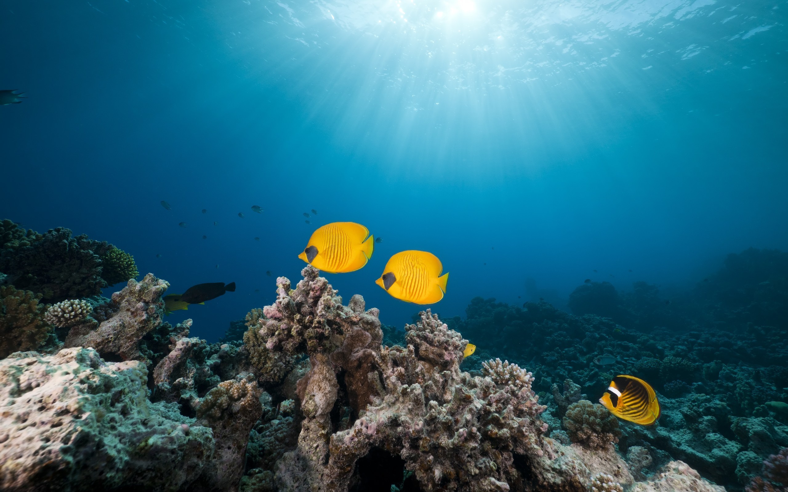 General 2560x1600 nature photography sea water underwater tropical fish coral sunlight animals fish sea life