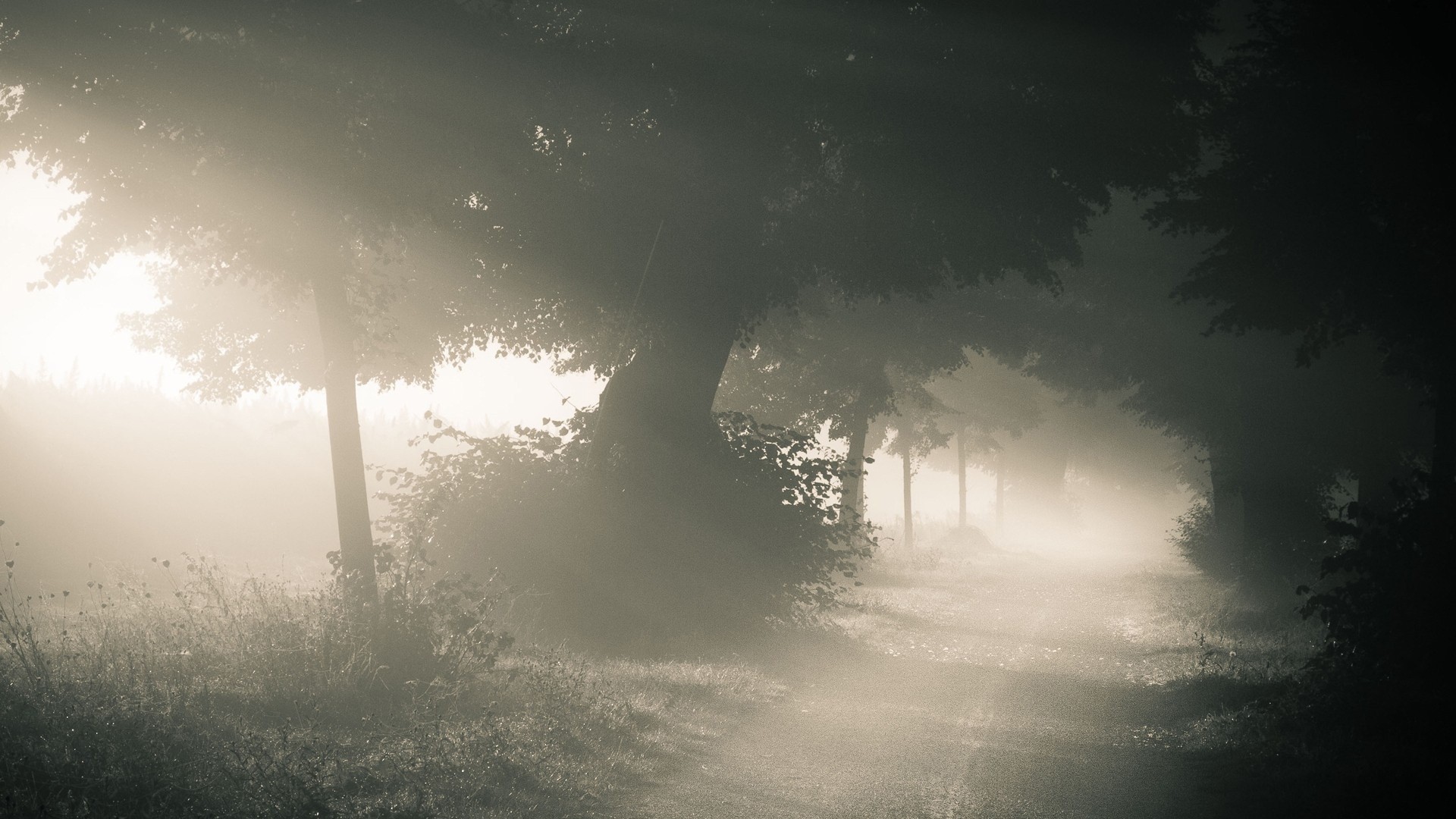 General 1920x1080 photography nature trees path mist