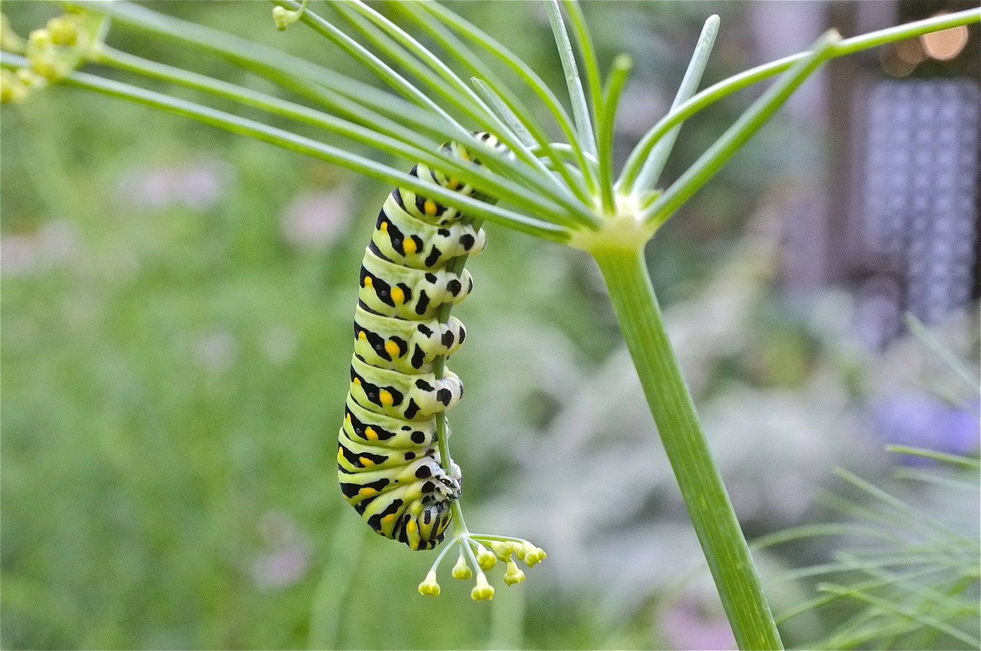 General 1920x1275 caterpillars insect garden plants closeup macro outdoors depth of field