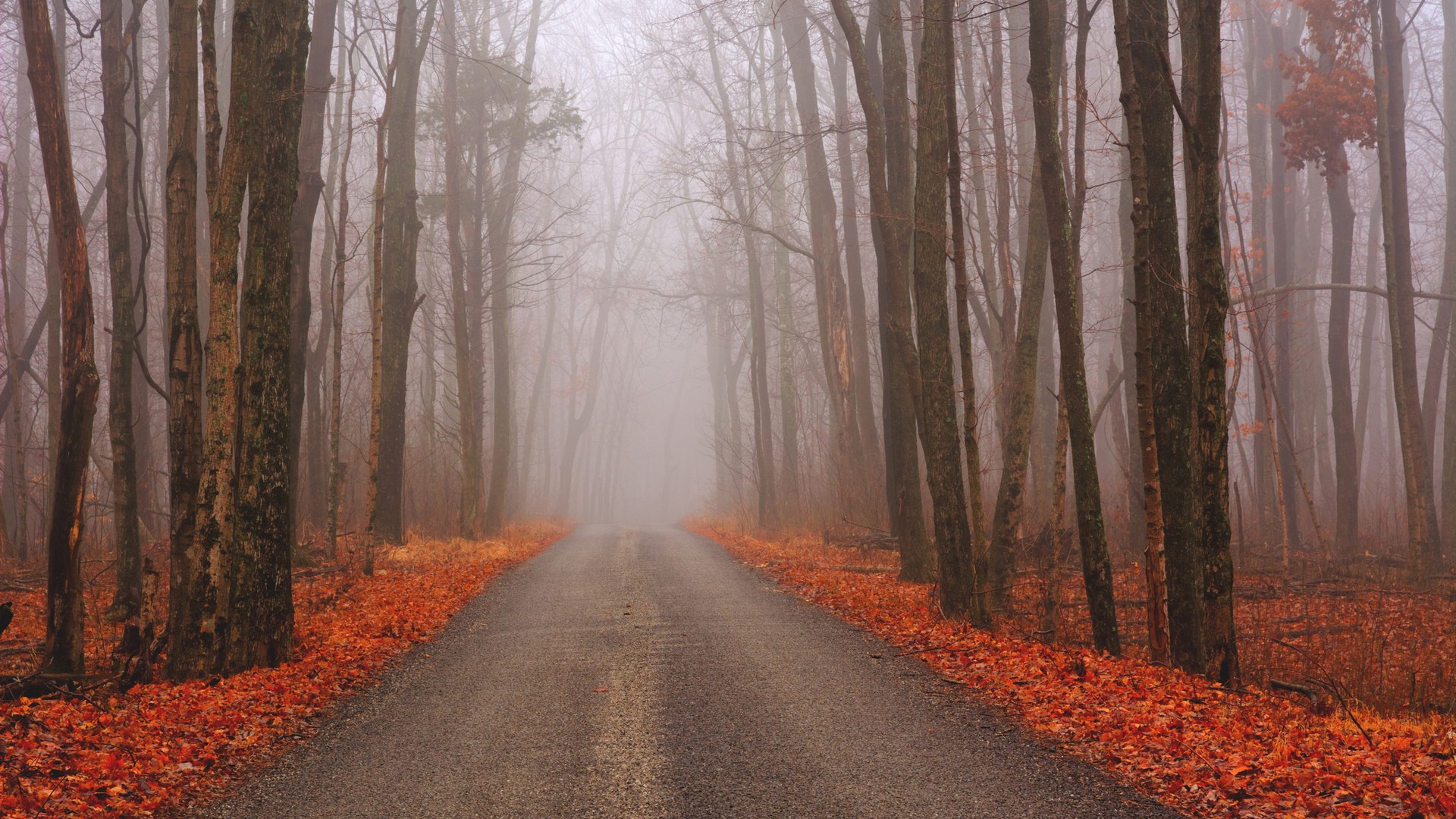 General 1920x1080 nature trees forest road fall branch mist
