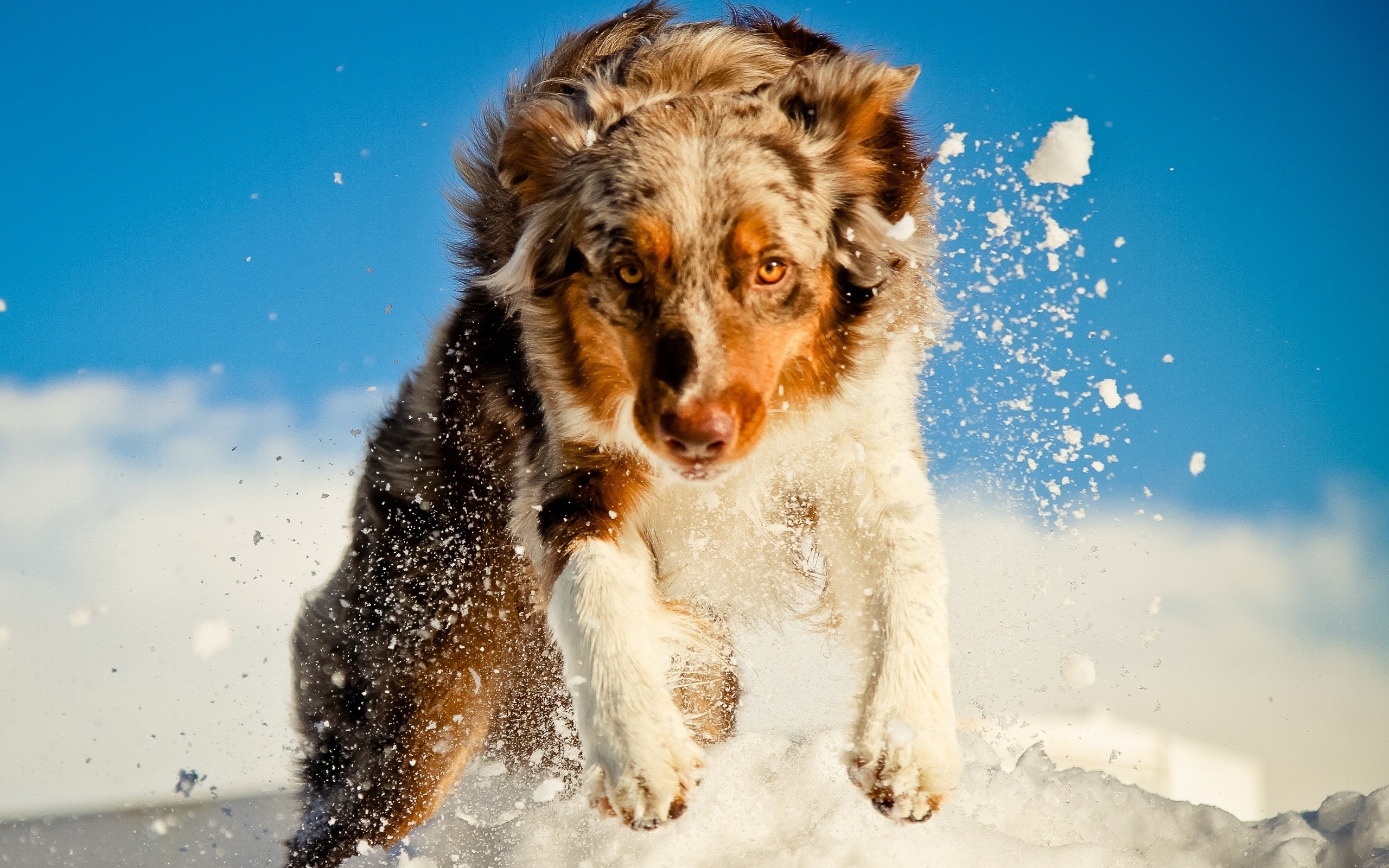 General 2560x1600 dog snow animals outdoors winter mammals closeup