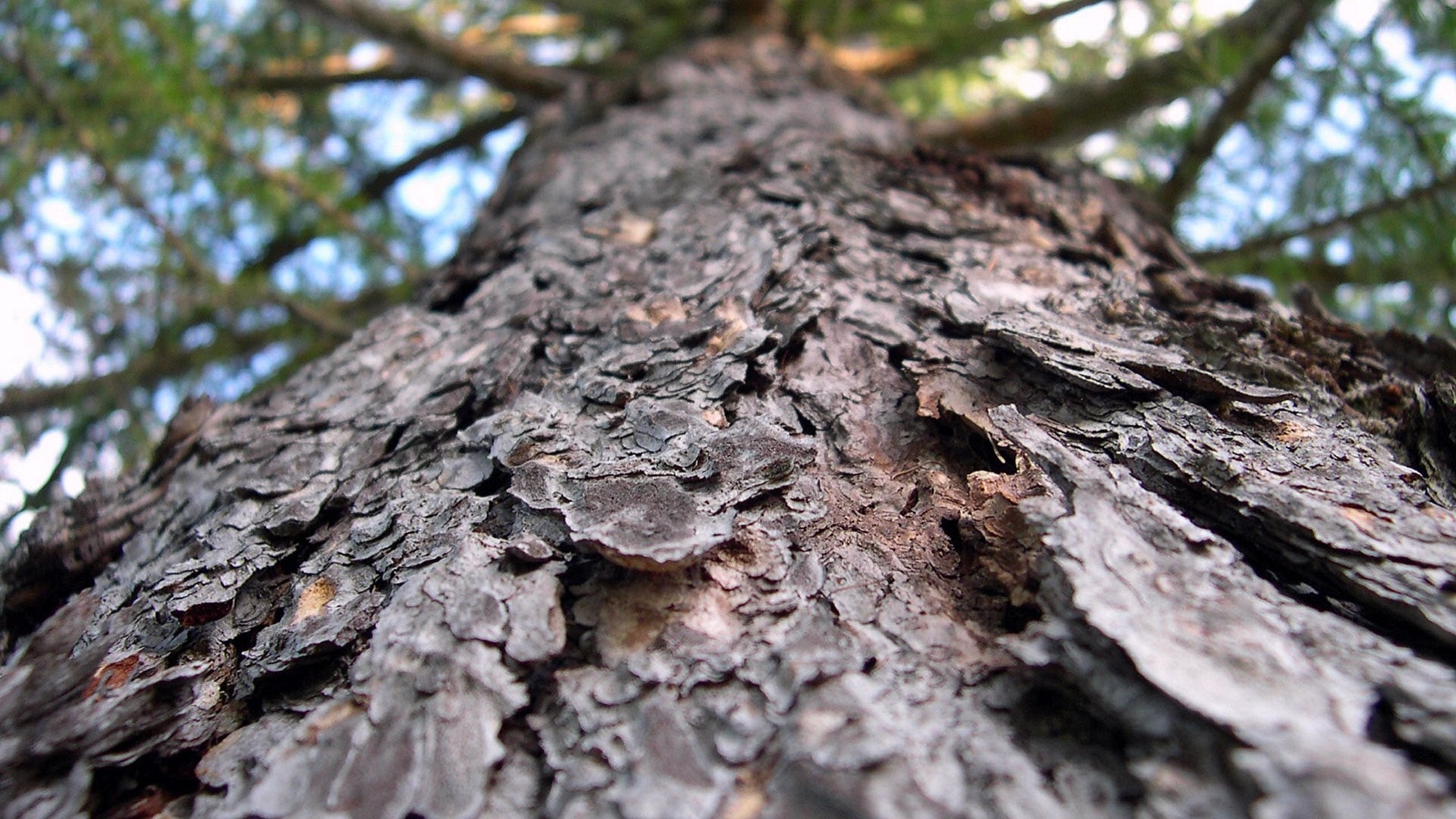 General 1920x1080 depth of field trees spruce tree bark worm's eye view