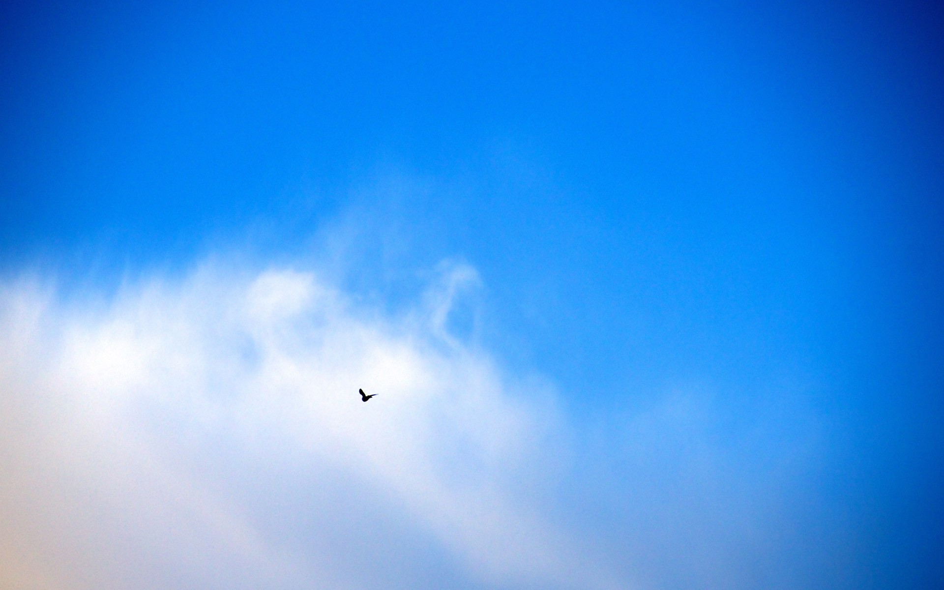 Синяя птица облака. Голуби в небе. Небесный голубь. Небо солнце голубь. Небо с голубями фон.