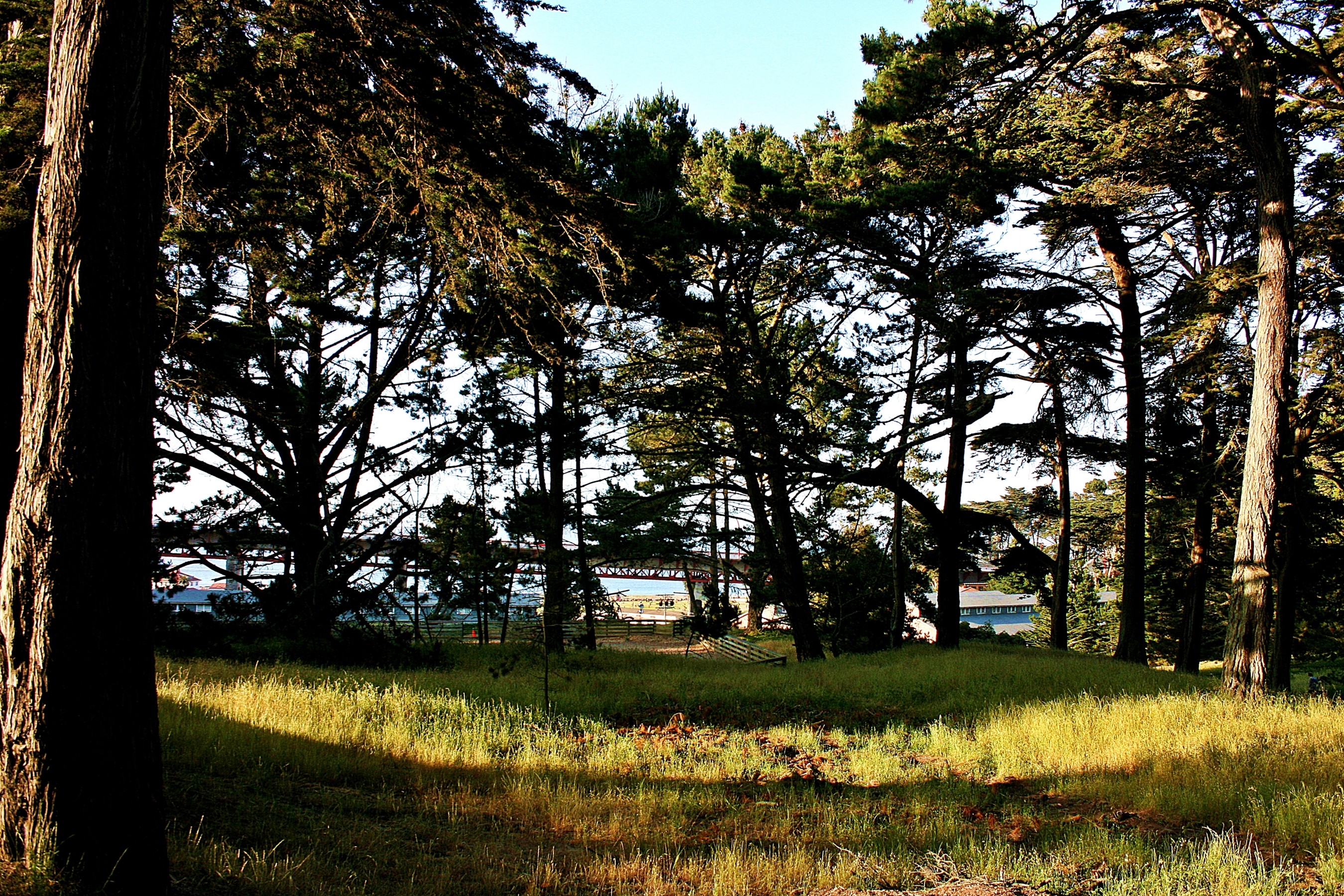General 2700x1800 nature USA San Francisco Bay San Francisco trees outdoors