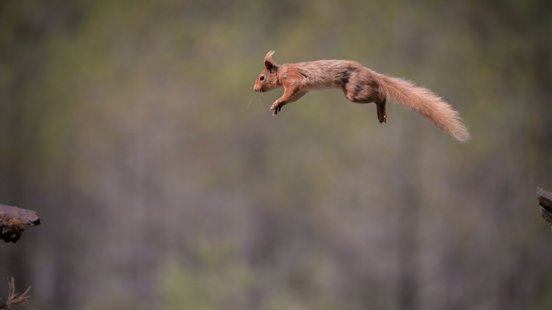 General 1920x1080 squirrel jumping animals blurred side view mammals outdoors