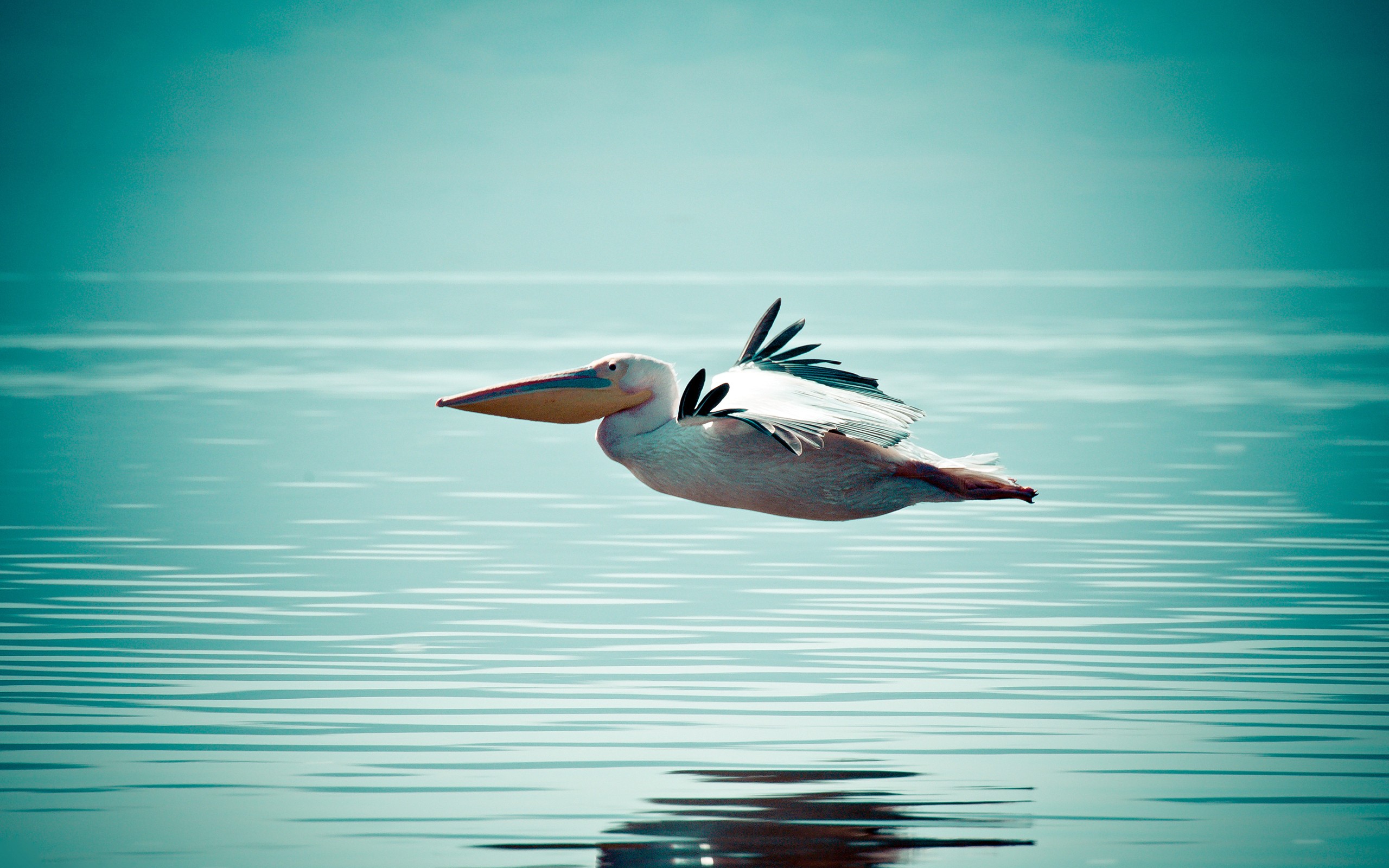 General 2560x1600 nature animals birds water horizon pelicans reflection flying wings feathers