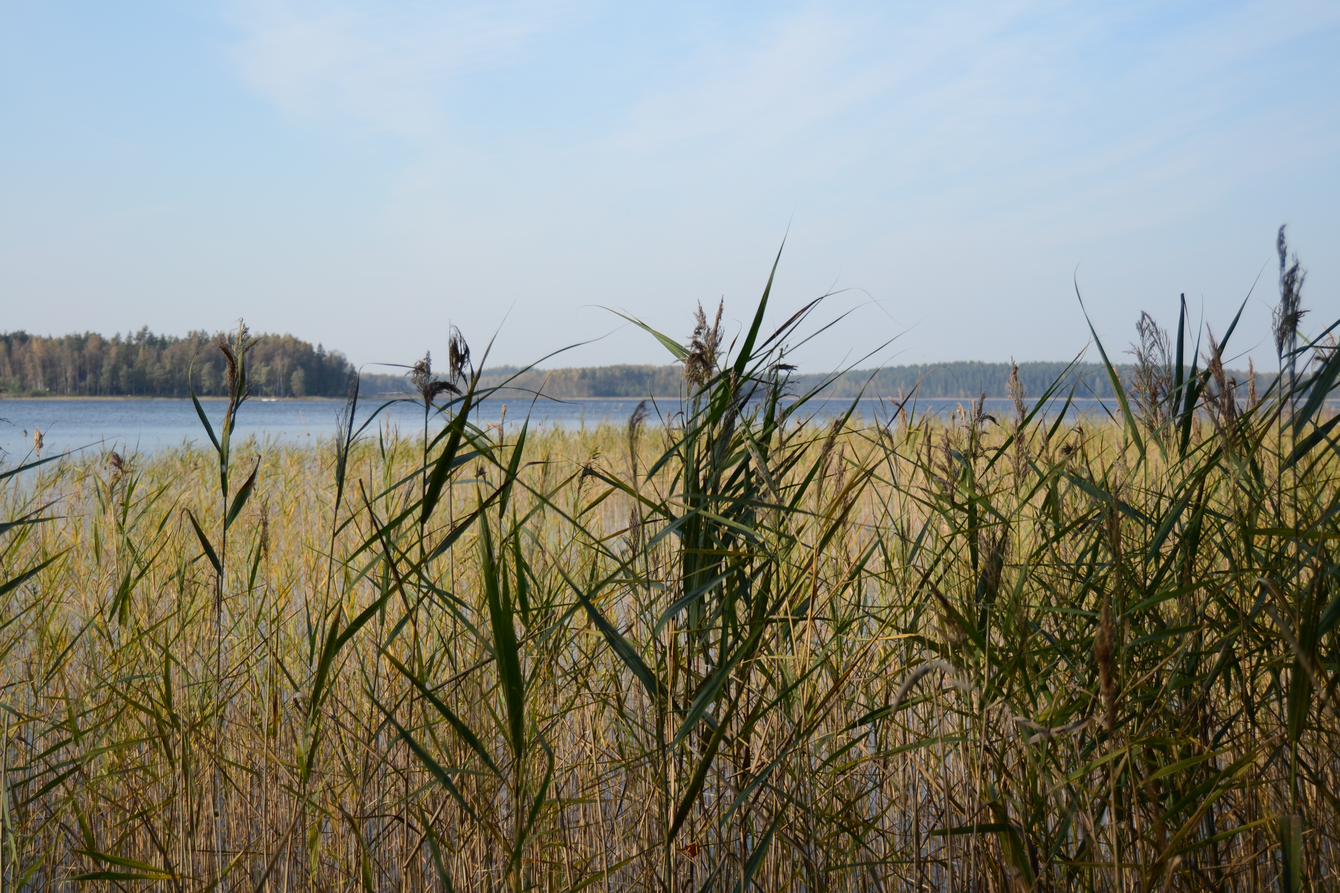 General 4608x3072 lake reeds nature sky plants