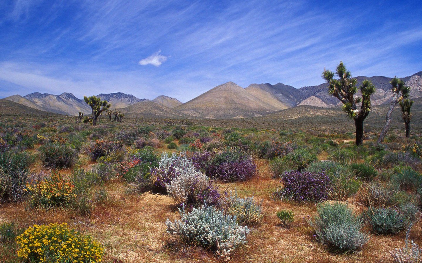 General 1440x900 desert landscape sky nature plants mountains