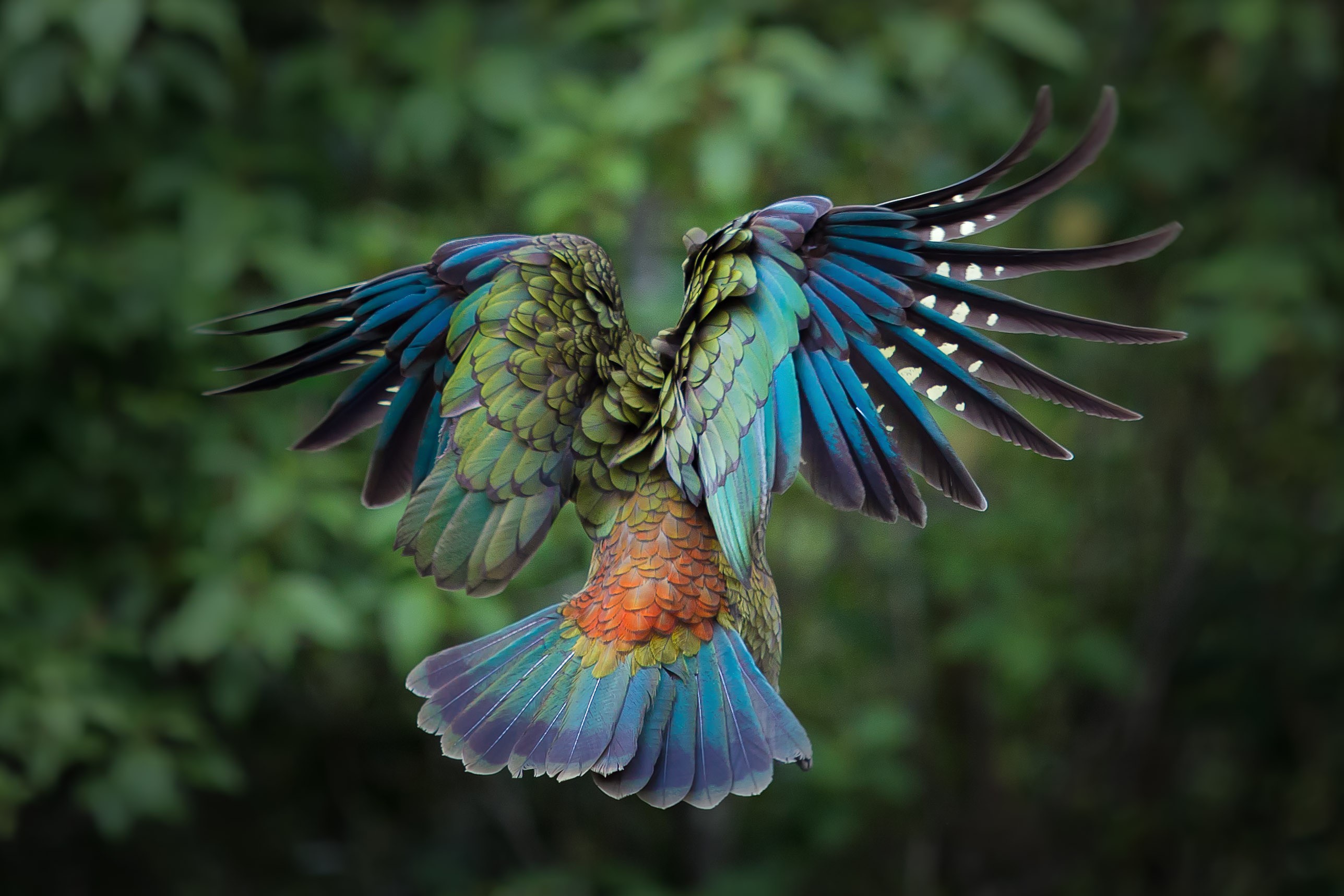 General 2575x1717 birds animals colorful New Zealand parrot kea feathers closeup