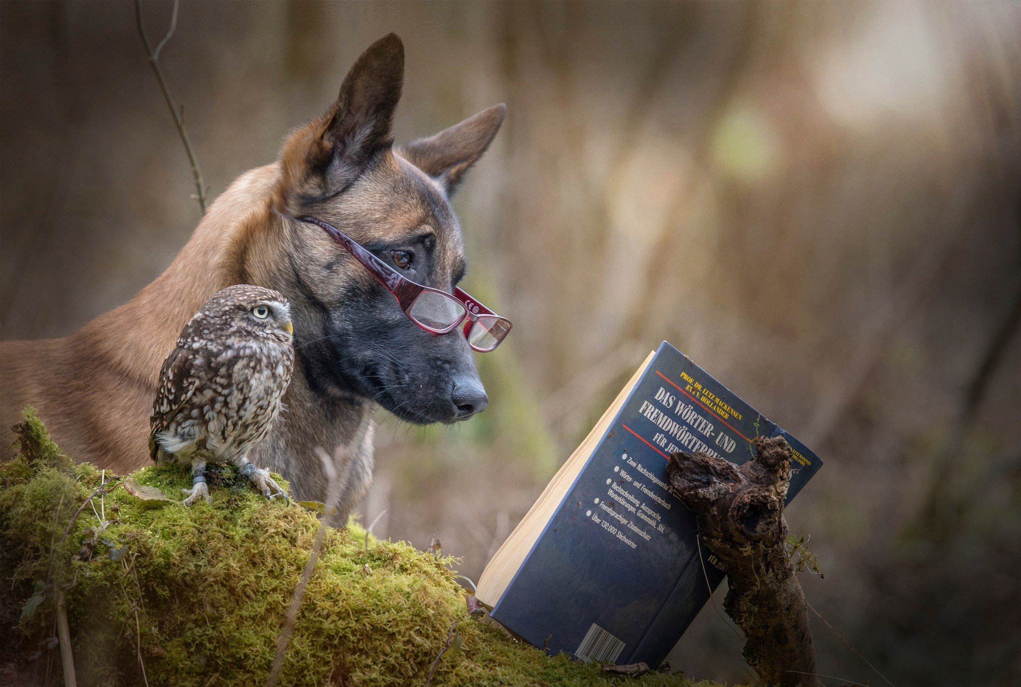 General 2048x1378 nature animals owl humor reading glasses books branch German moss dog German Shepherd mammals birds