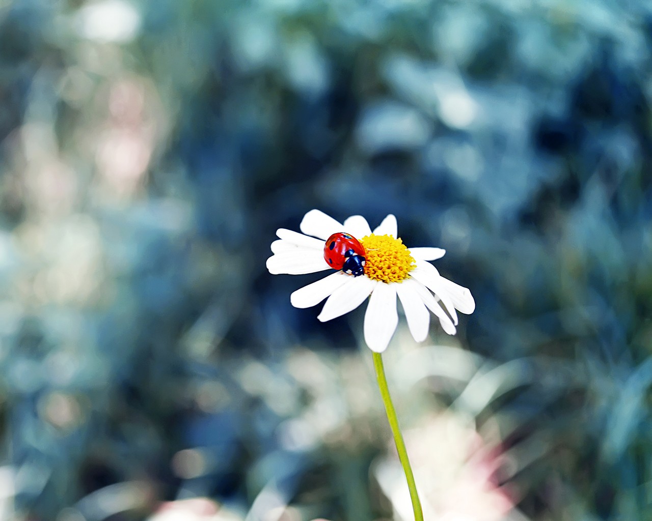 General 1280x1024 flowers chamomile ladybugs animals plants insect nature