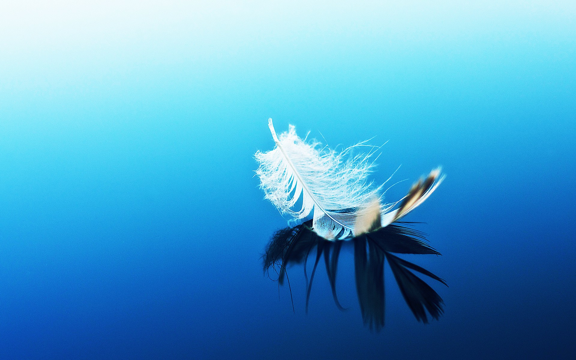 General 1920x1200 blue gradient feathers cyan simple background reflection