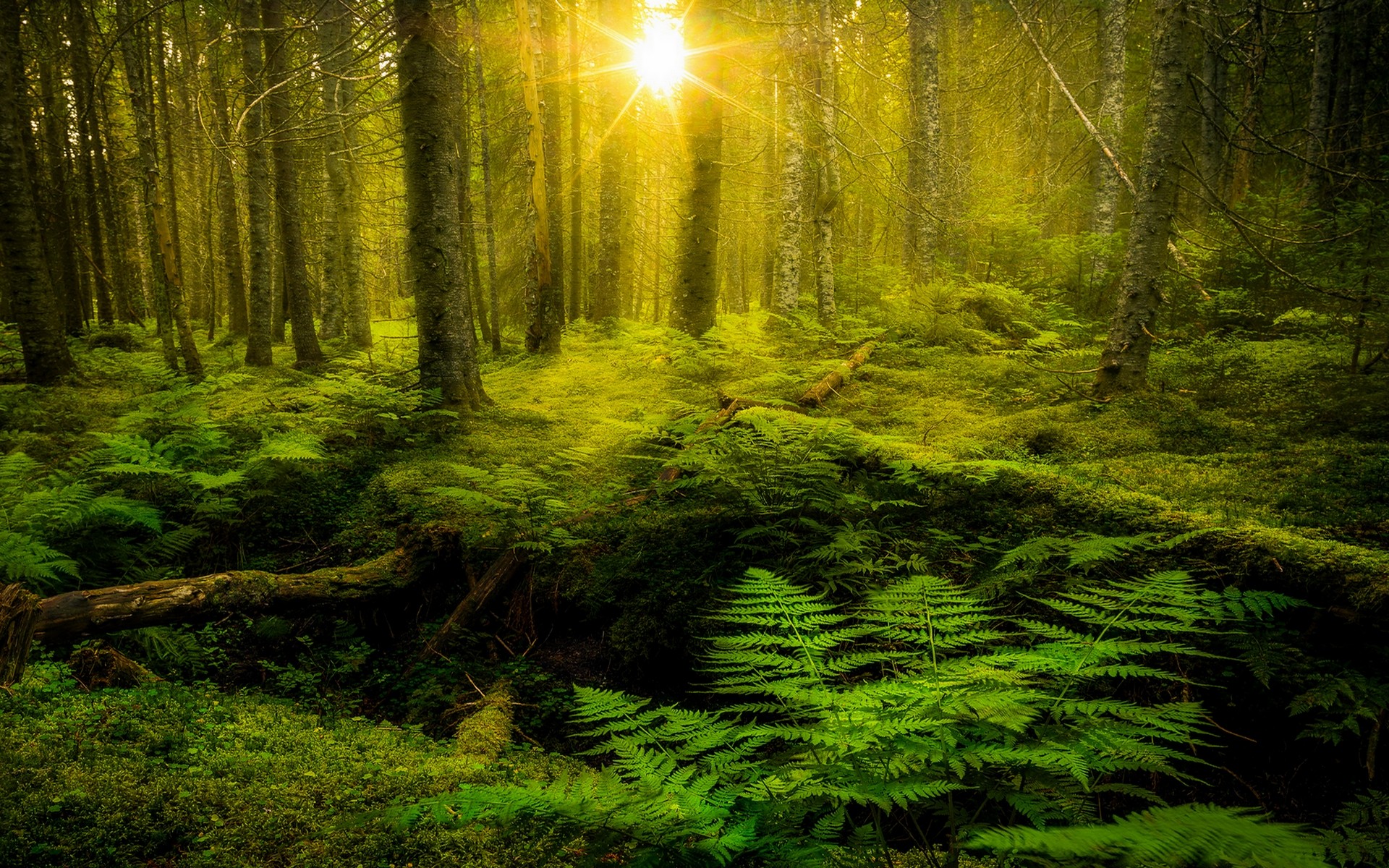 General 1920x1200 nature ferns forest trees moss green shrubs plants sunlight lens flare outdoors