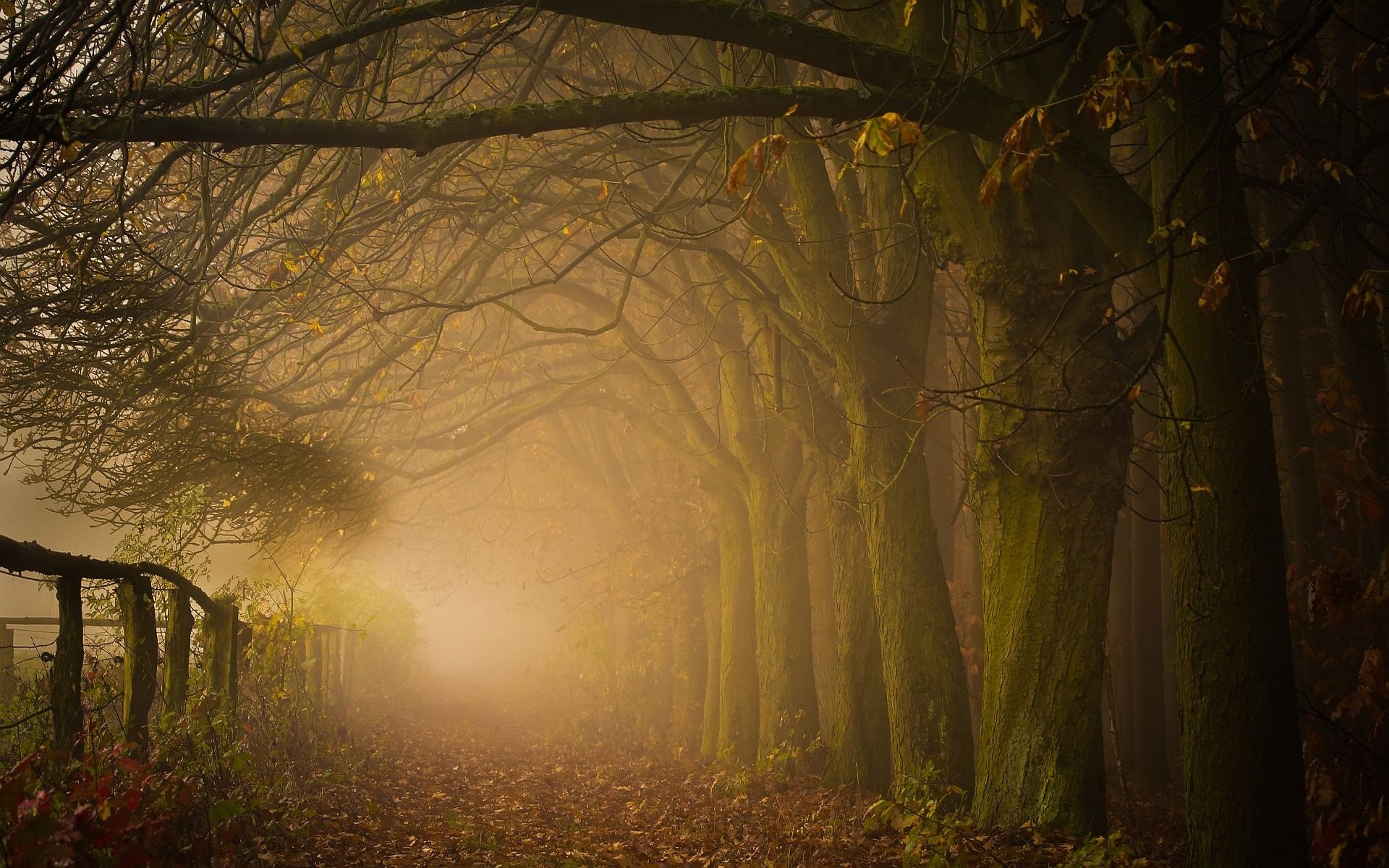 General 1920x1200 path leaves forest mist nature trees fence fall morning moss shrubs