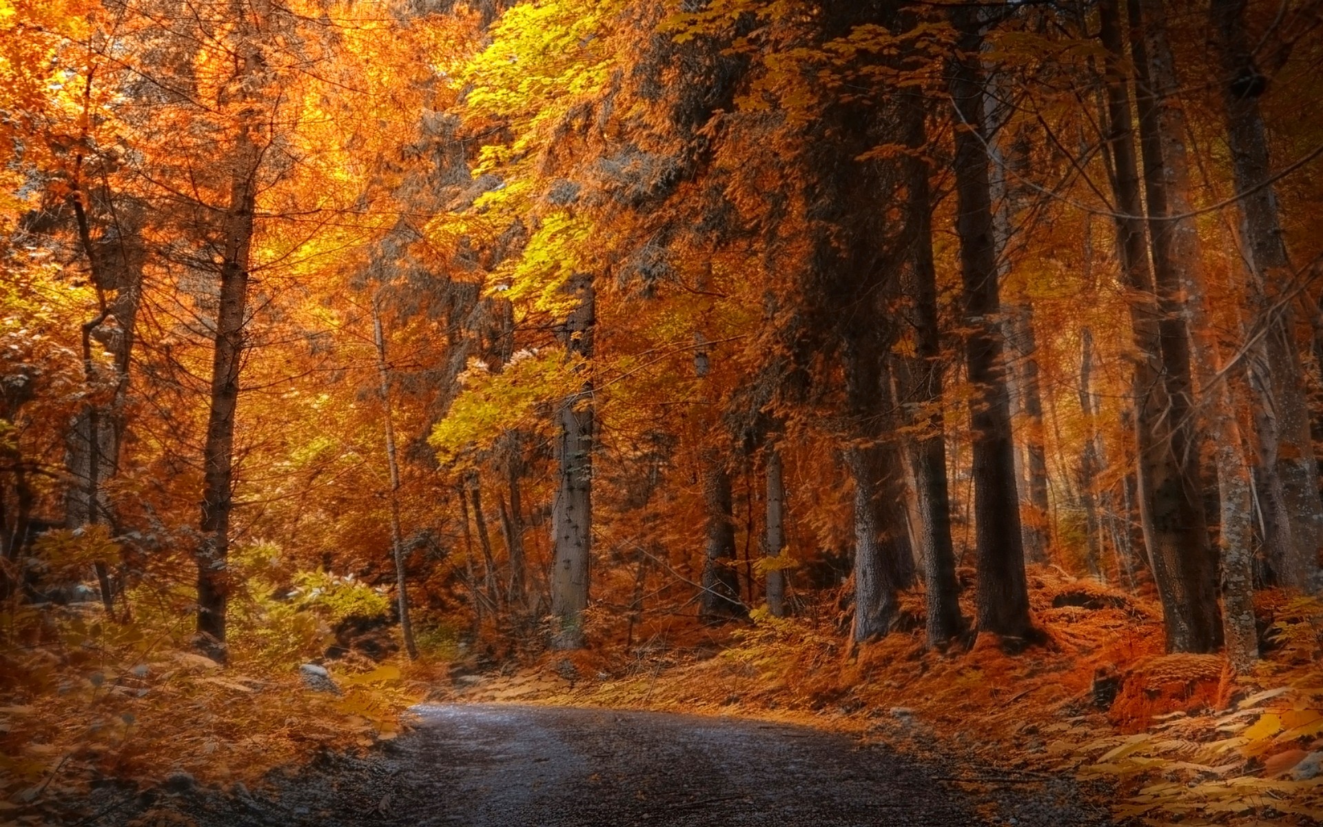 General 1920x1200 nature fall forest road yellow trees daylight