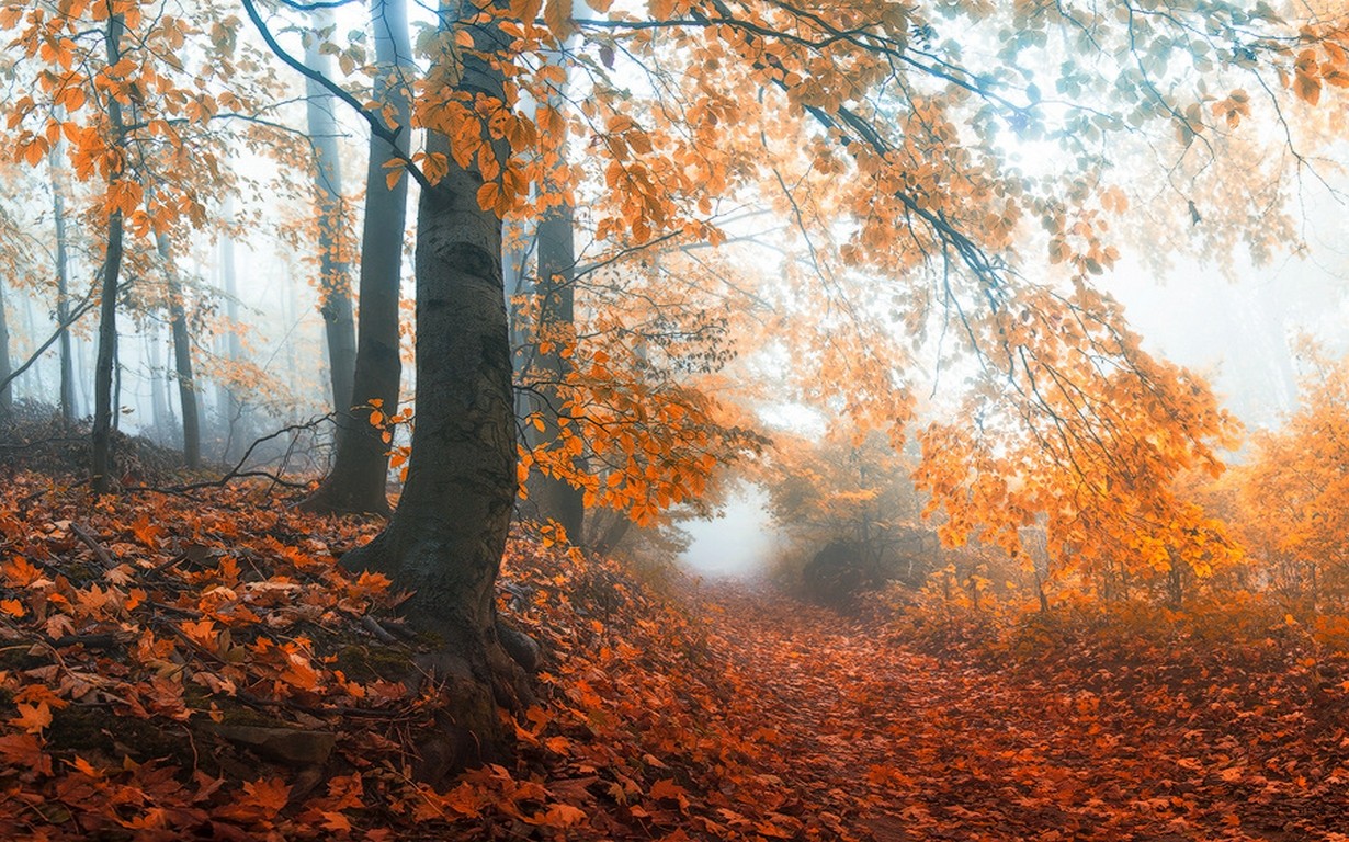 General 1230x768 mist fall path trees nature forest morning leaves fallen leaves