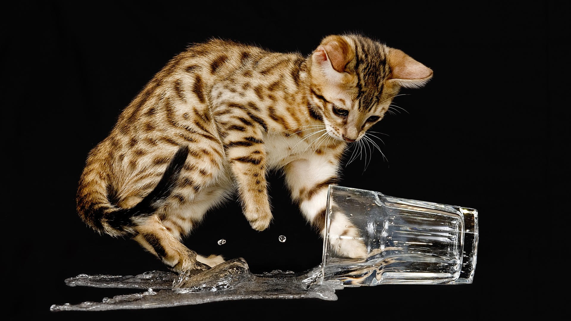 General 1920x1080 animals cats glass liquid mammals simple background black background drinking glass drinking problems feline
