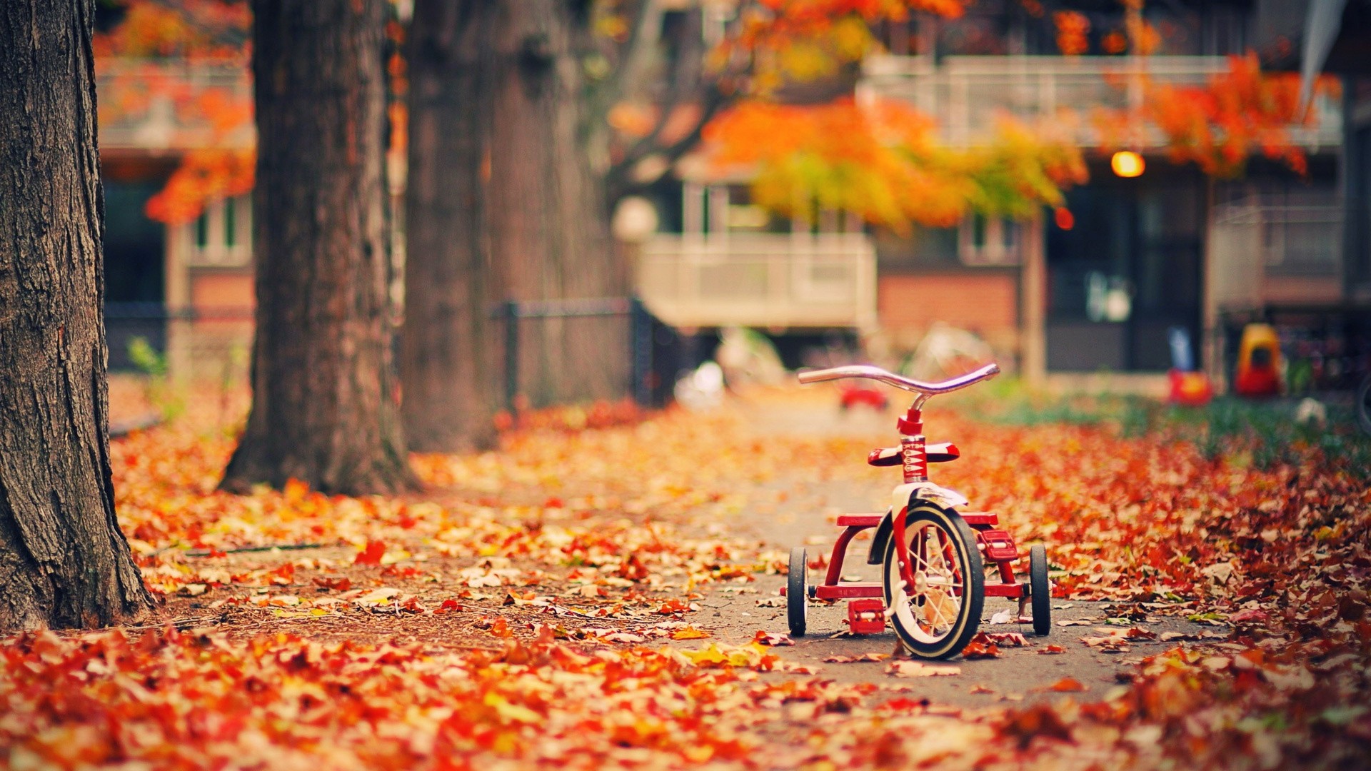 General 1920x1080 trees fall leaves vehicle outdoors fallen leaves