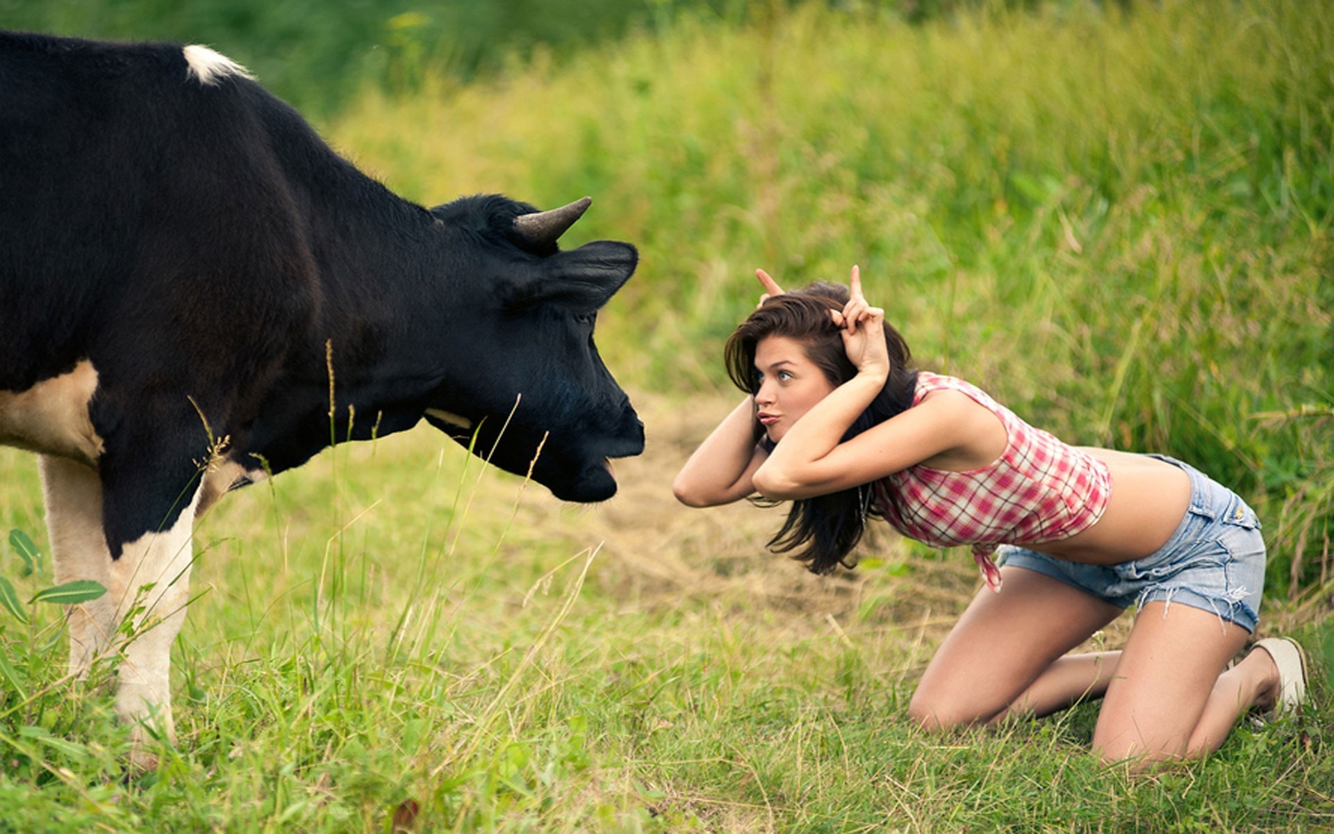 People 1920x1200 women jean shorts women outdoors cow belly fingers plaid plaid shirt humor animals mammals bent over grass plants 500px