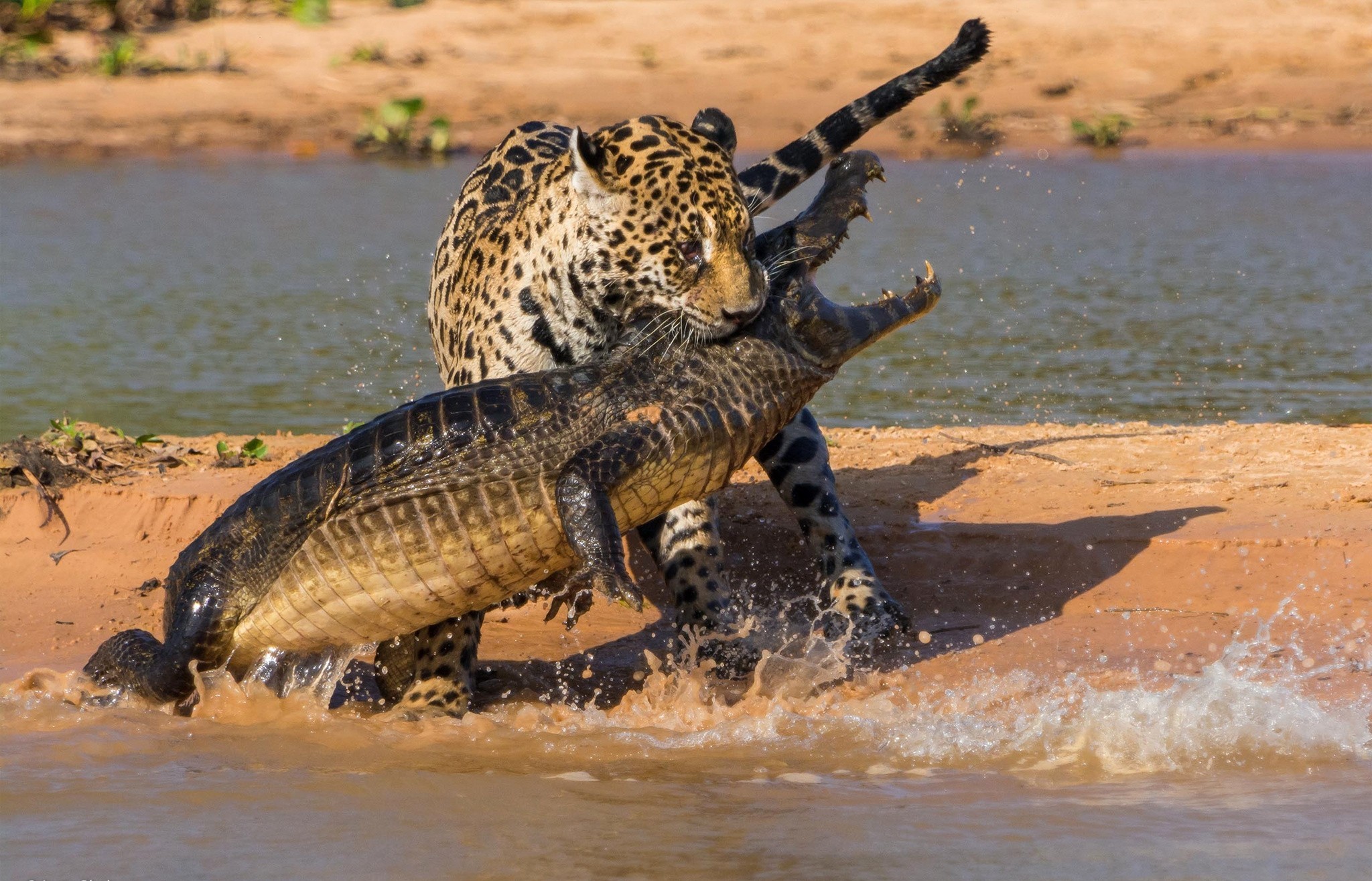 General 2048x1315 animals crocodiles fighting wildlife nature big cats reptiles jaguars