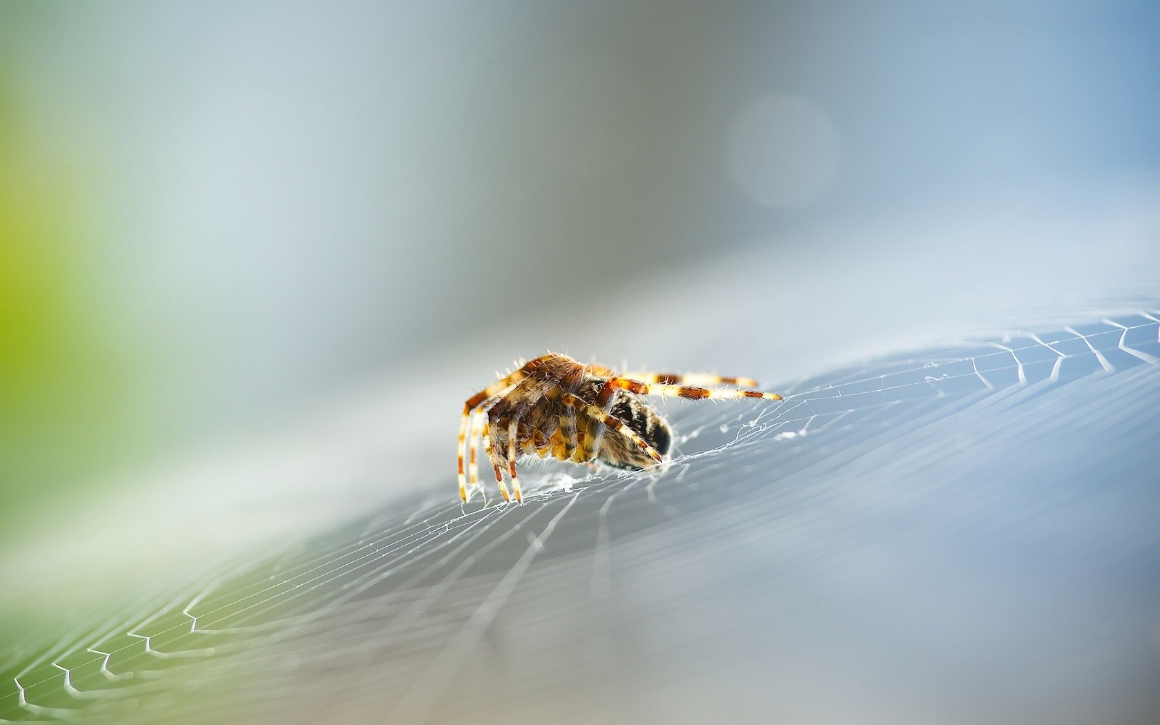 General 1680x1050 spiderwebs spider macro blurred bokeh animals arachnid nature